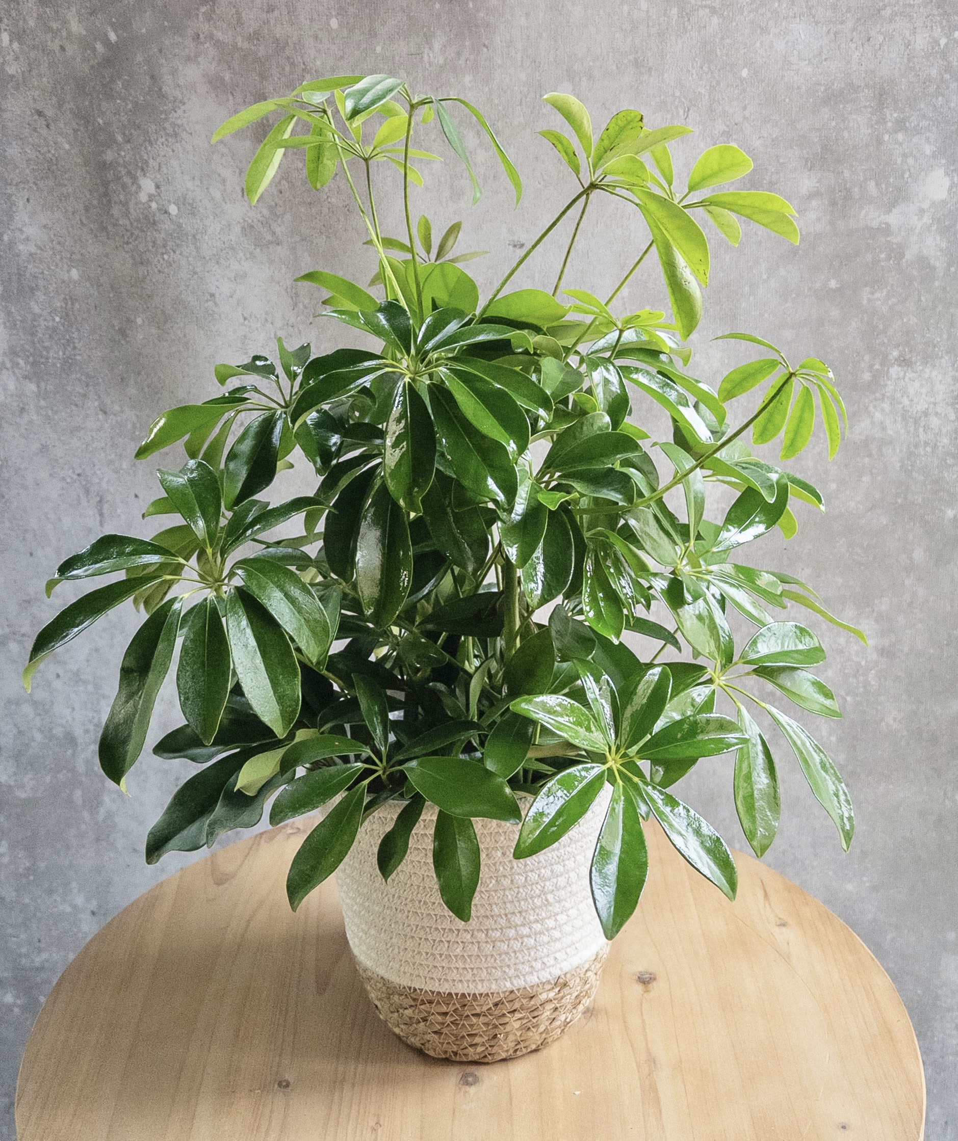 6” Shefflera Arbicola  - A 6” diameter pot and comes in the decorative basket. This plant is very easy to care for! Usually around 18” tall but can vary from plant to plant. 