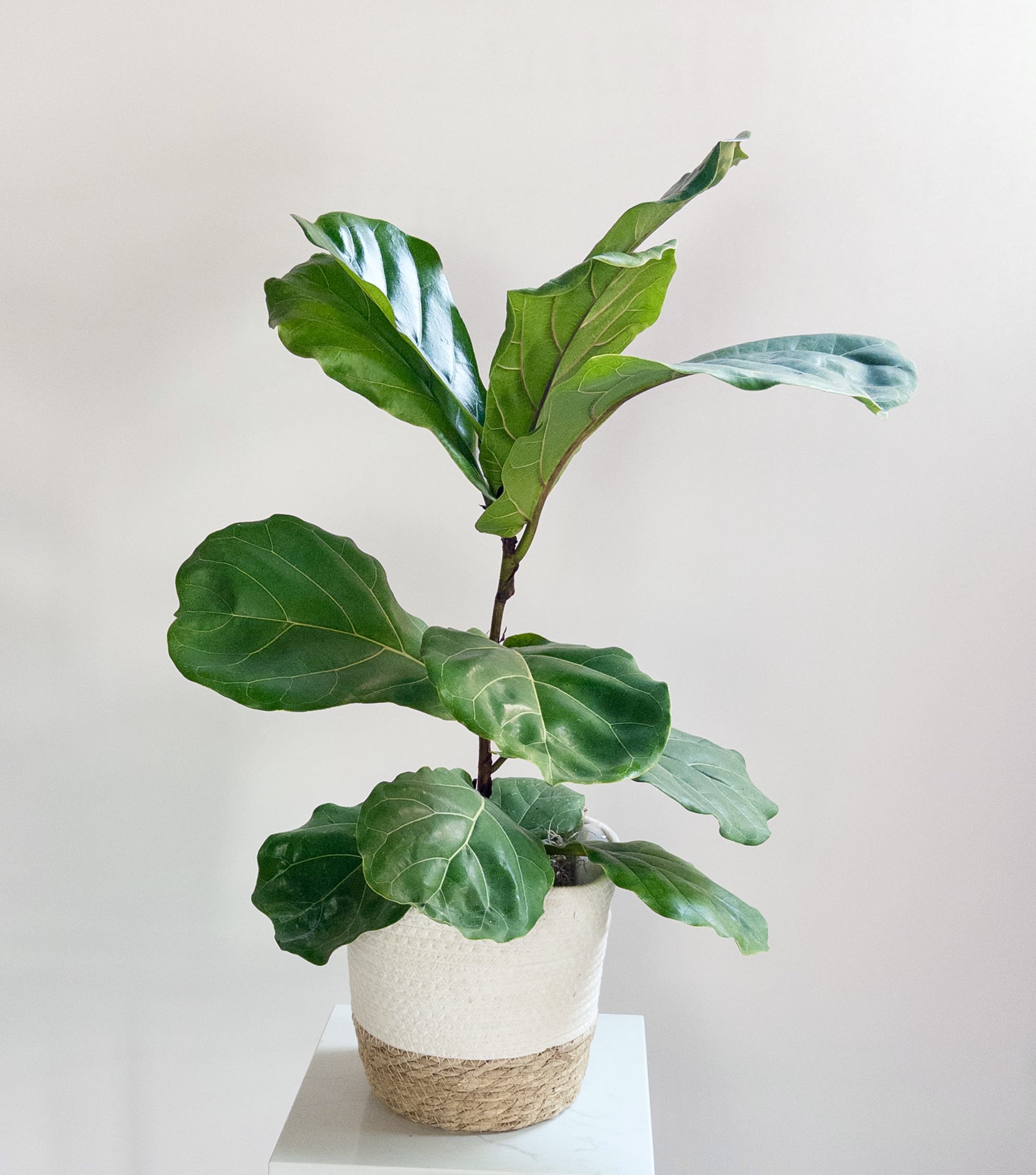 Fiddle Leaf Fig Bush  - A 6” diameter pot with a fiddle leaf fig! Great for home decor or any office with bright indirect light. 