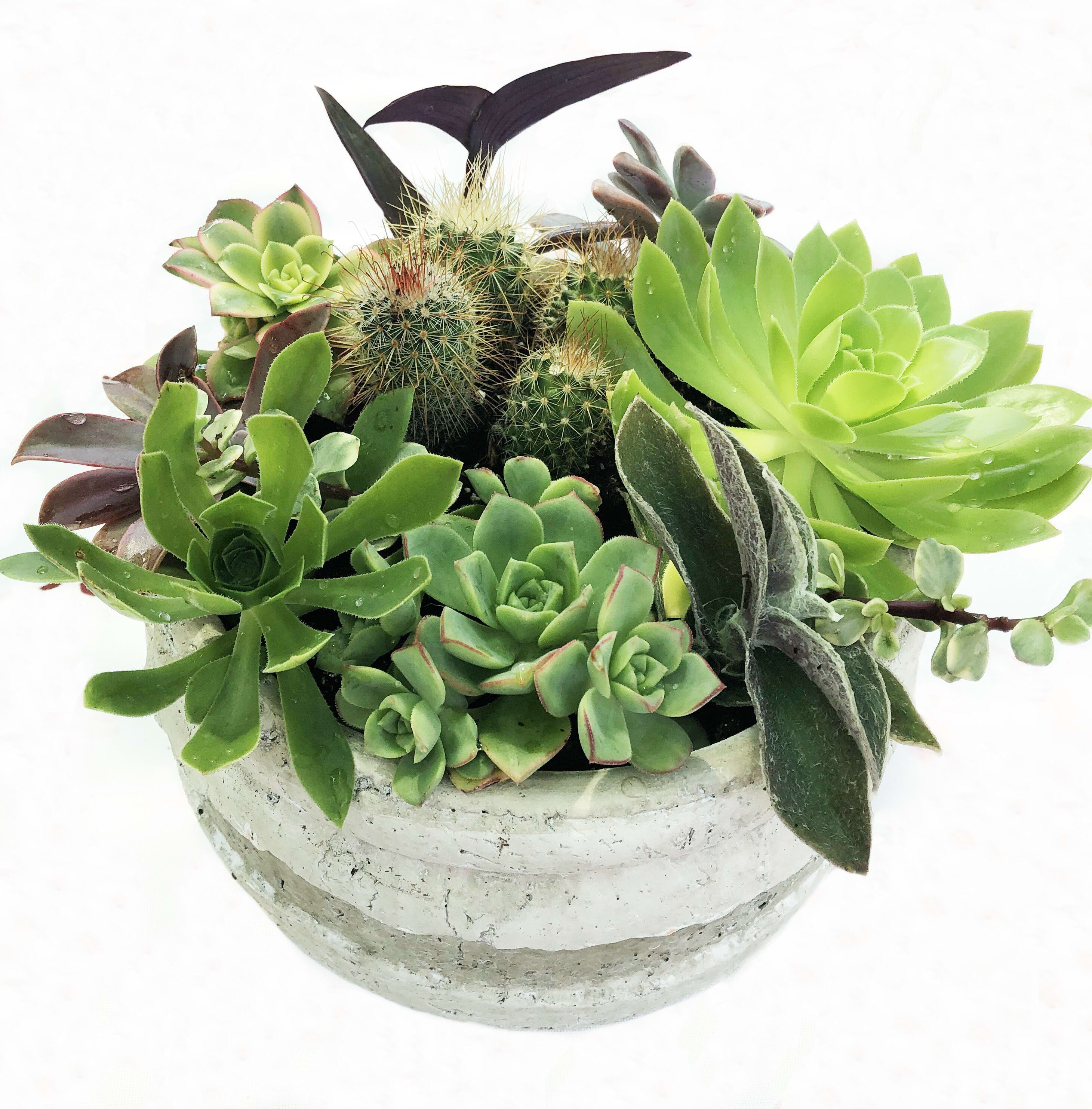 Sassy Succulent Planter - An eye-catching collection of potted succulents. They're really more 'popular' than 'sassy' but that doesn't start with 's'!