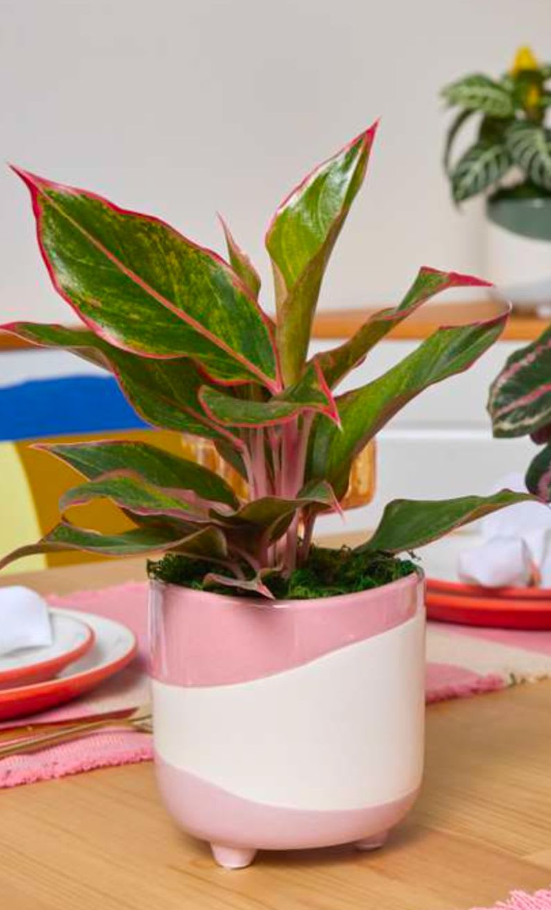 Rolling Hills - Urban Botany - Get ready to elevate your space with Rolling Hills - the ultimate modern pots with assorted greenery. In a gorgeous pastel palette of pink, green, and blue, these planters are not just beautiful but also functional at 4&quot; x 4&quot; x 16&quot; (height includes plant). Add some life to your home now!