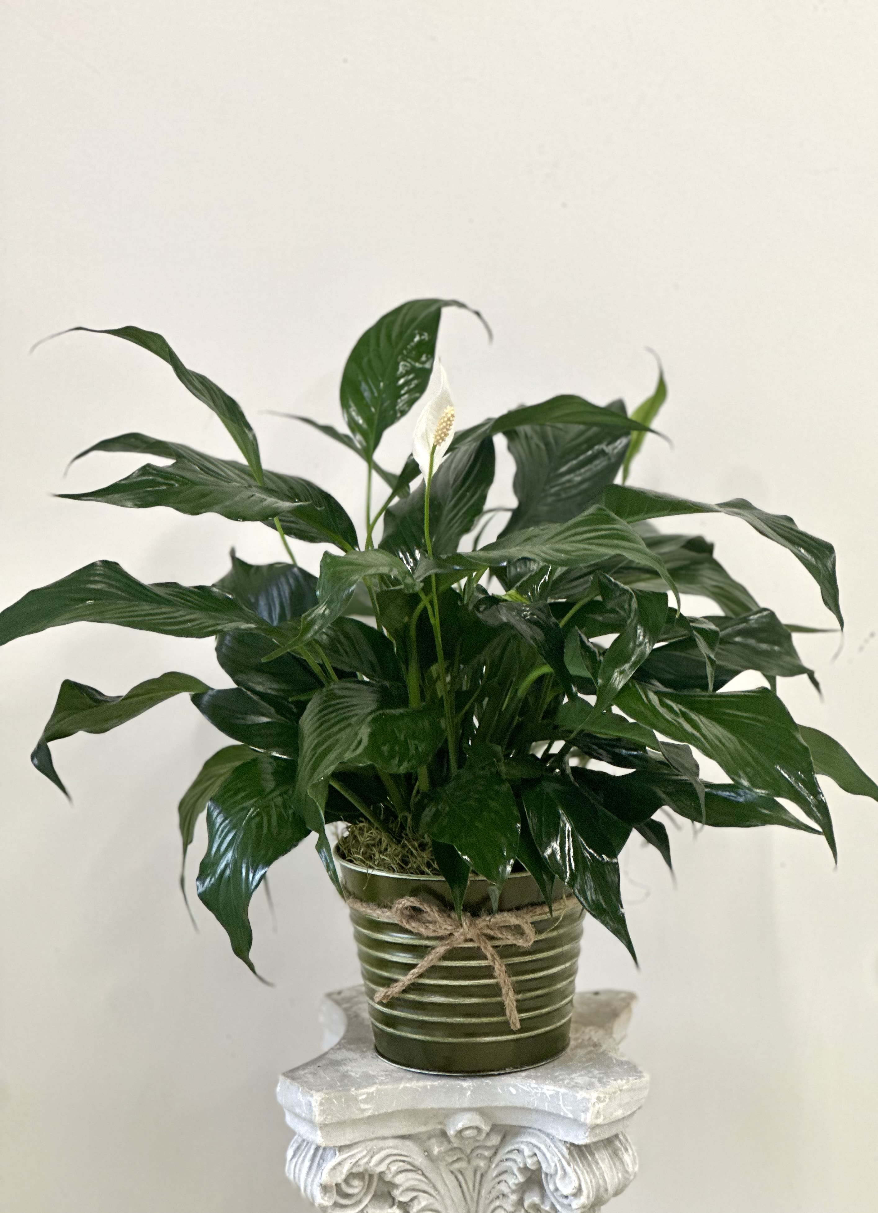 Spathiphyllum (Peace Lily)  - A graceful peace lily brings elegance to any room. This house plant is notably easy to care for, making it a long-lasting and a fitting gift for birthdays, sympathy, or just because.  