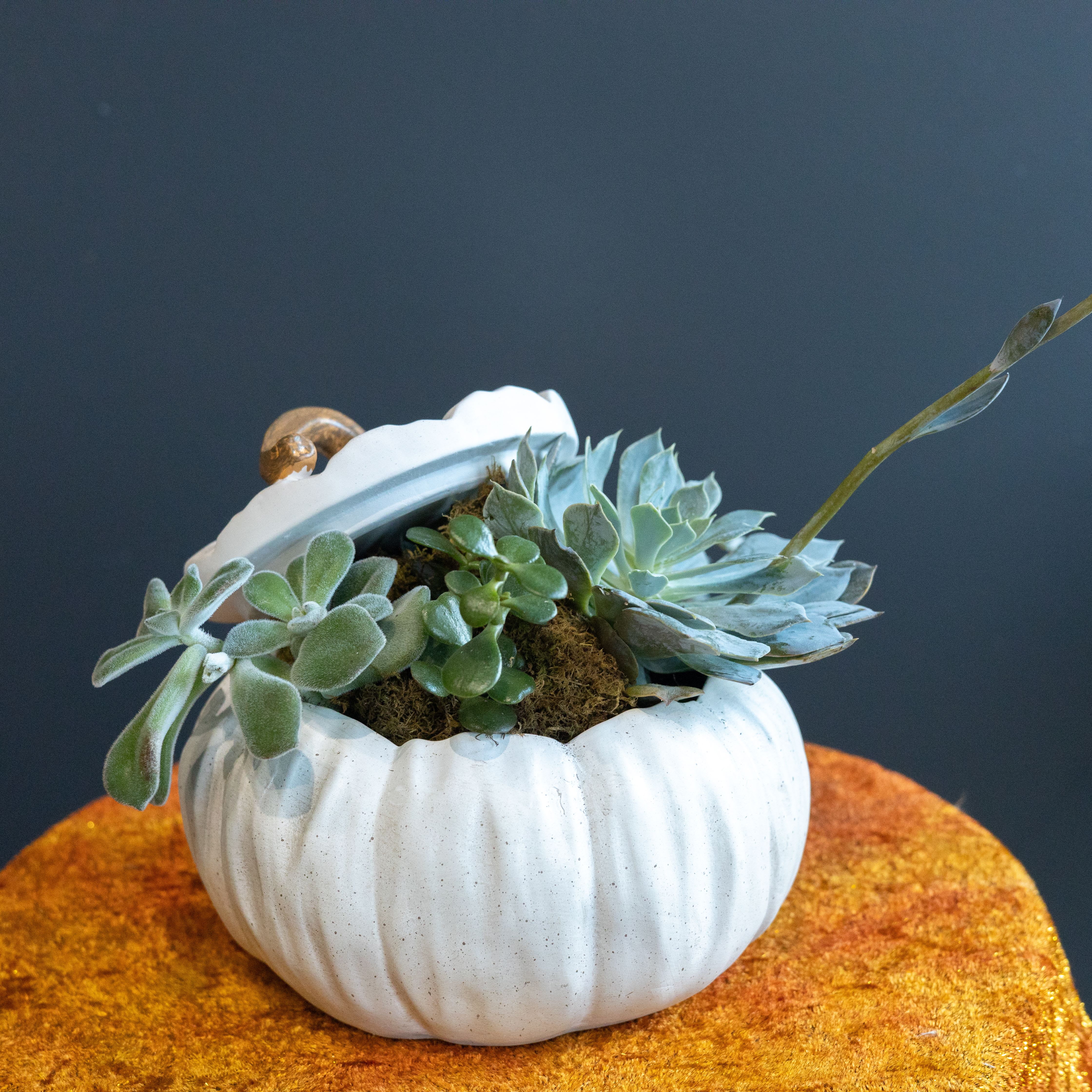 Fall Succulent Patch - The ceramic white pumpkin is the perfect plant container for fall with a variety of fun succulents! 