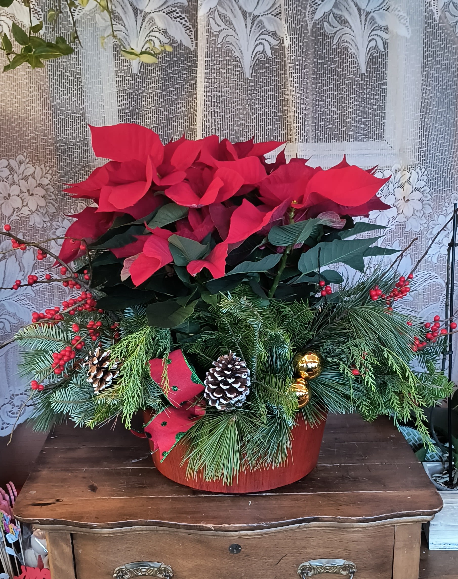 Grande' Poinsettia - This combo of a live poinsettia plant set within a fresh evergreen arrangement makes this display stand out in any setting. Centered is a 7.5&quot; two plant poinsettia pot set in a 14&quot; dish.