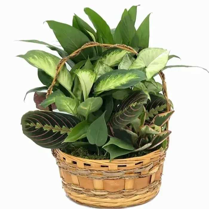 Planter Gardens - Your planter will arrive adorned with a bow. For an added touch of color, consider upgrading to include a few stems of seasonal flowers!