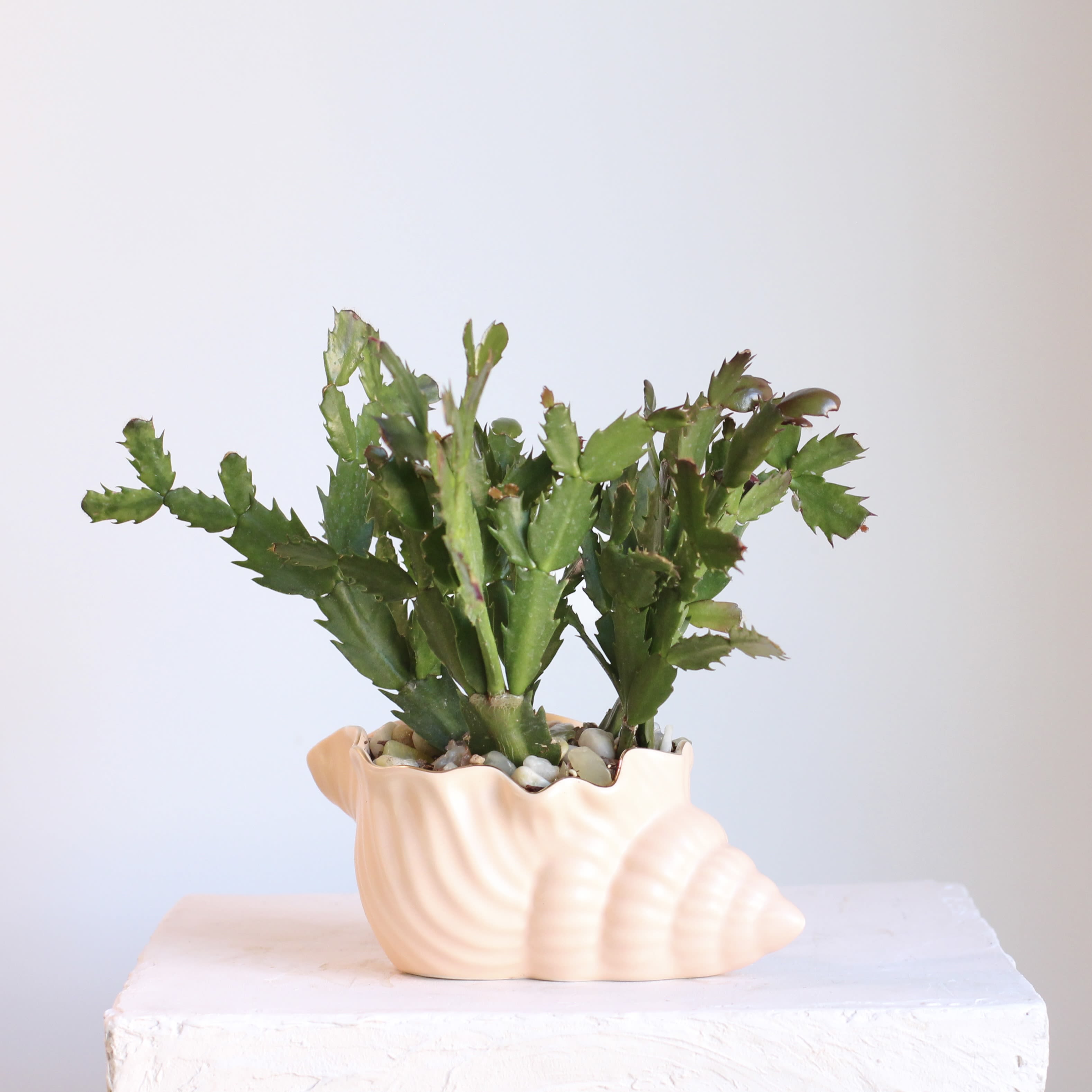 Flowering Cactus in Seashell  - This Flowering Christmas Cactus features vibrant fuchsia blooms that appear around the holiday season, adding a pop of cheerful color to any space. Planted in a seashell vessel accented with rose quartz and green glass rocks, it blends natural beauty with a touch of whimsy. An eye catching piece that feels both serene and special.