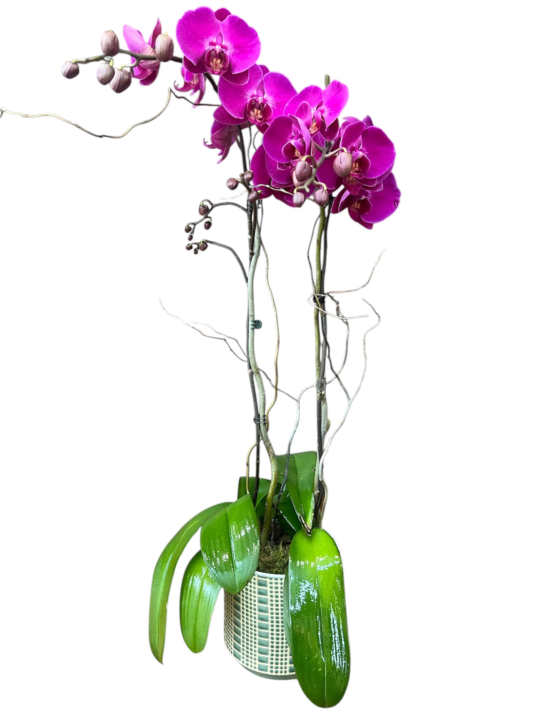 Royal Magenta Royal Magenta - A breathtaking display of deep purple blooms, this stunning double Orchid arrives pre-potted in a chic ceramic pot, complete with delicate natural branch accents. An exceptional gift for any occasion.