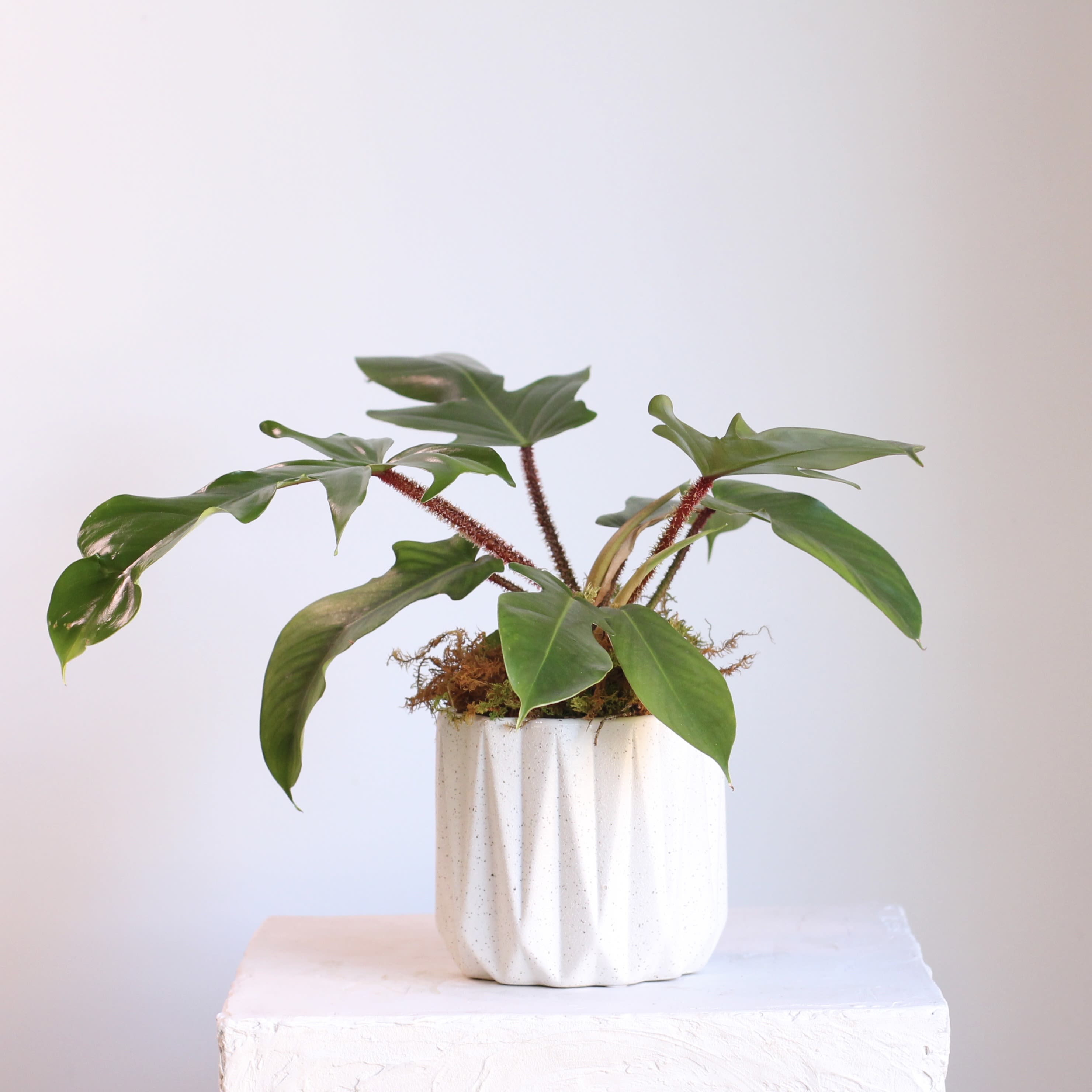 Philodendron Squamiferum - This Philodendron Squamiferum showcases dramatic, deeply lobed leaves and distinctive fuzzy pink stems, adding a bold, tropical presence to any space. Easy to care for and adaptable to indoor conditions, it’s a beginner friendly plant that brings both texture and vibrant greenery to desks, shelves, or plant collections, making it a truly eye catching addition to your home.