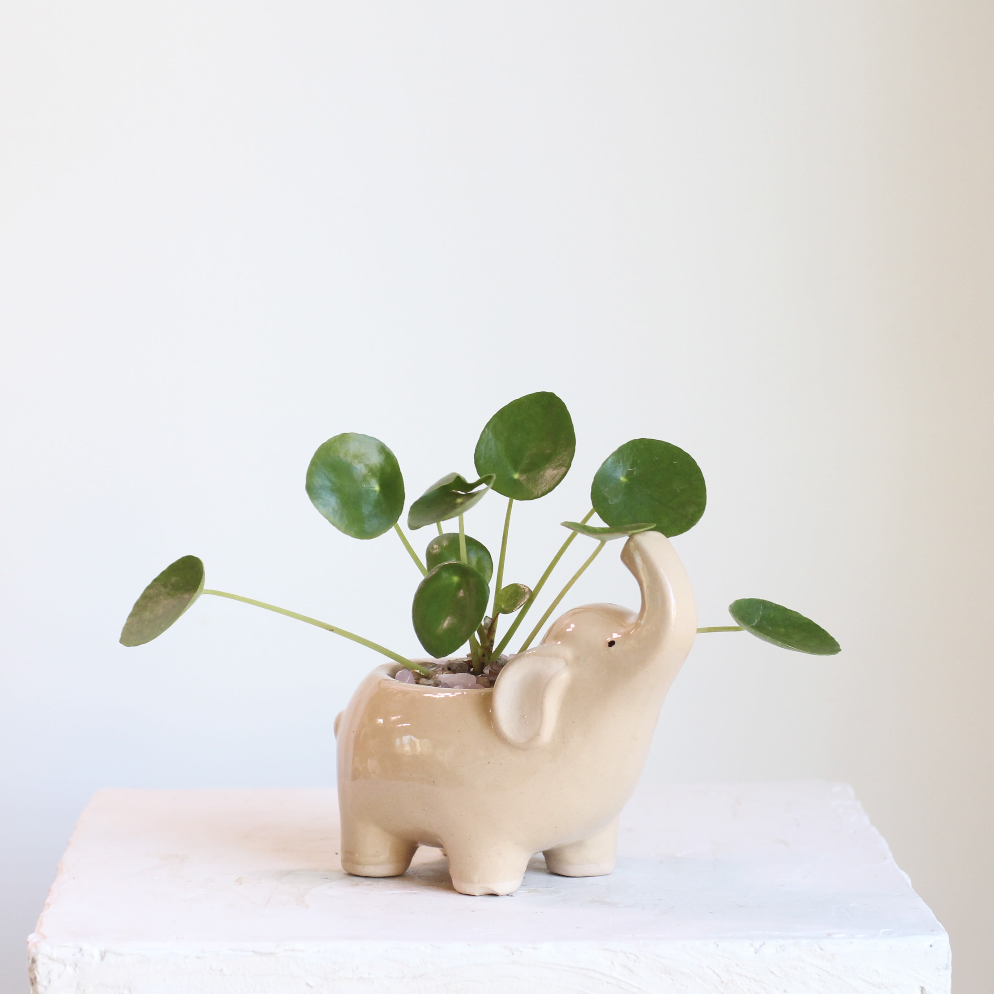 Pilea in Elephant  - This Chinese Money Plant is beautifully displayed in a lucky elephant planter, accented with rose quartz and gold glass rocks. Known for its easy care and reputation for bringing good fortune, it’s a beginner friendly plant that adds a touch of charm and positivity to any space. Perfect for desks, shelves, or windowsills.