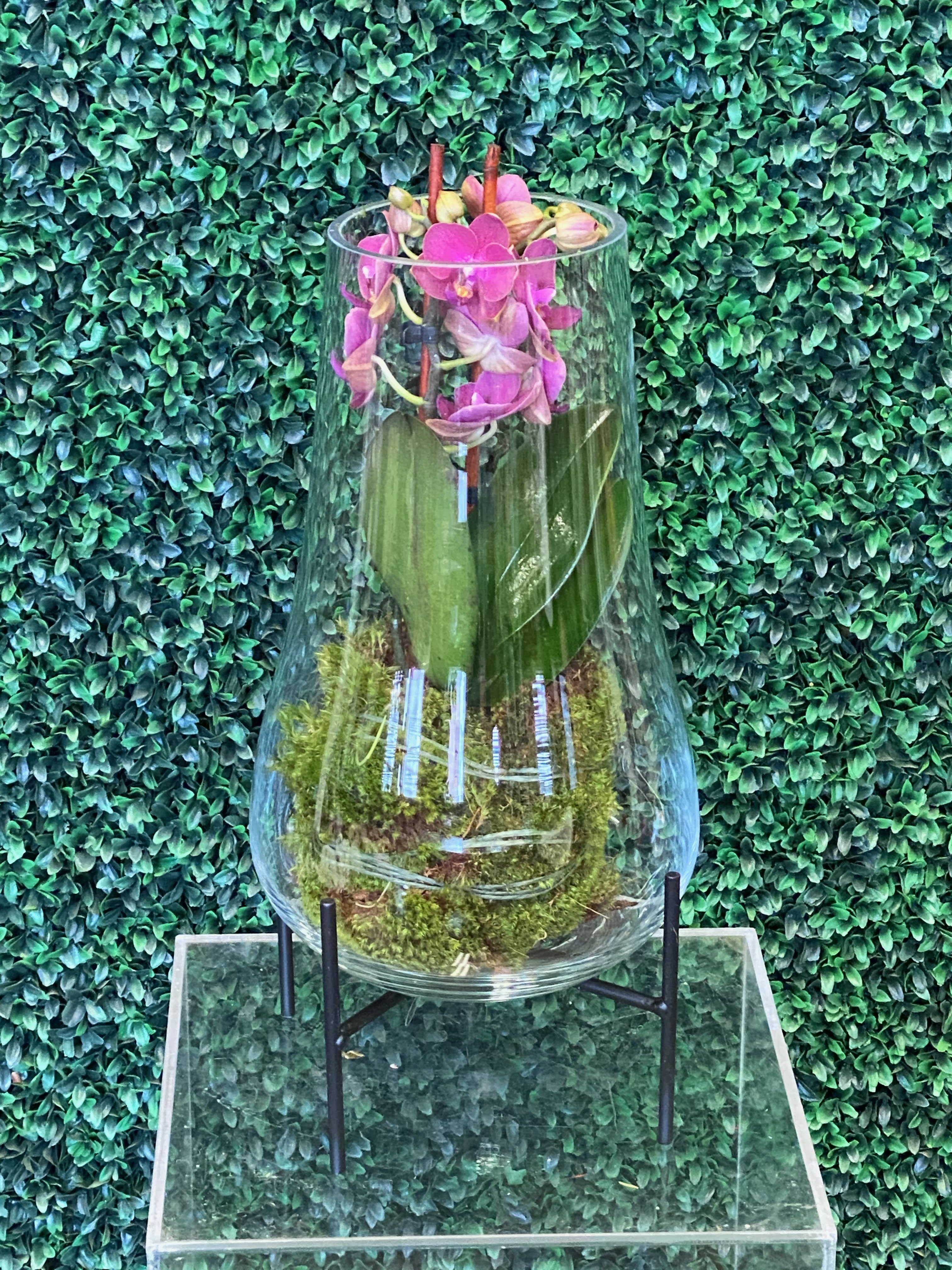 Mini orchid terrarium - Looking for an interesting gift, our mini orchid terrarium is a great gift, a glass terrarium with a mini orchid and moss lining.  Colors vary by availability.