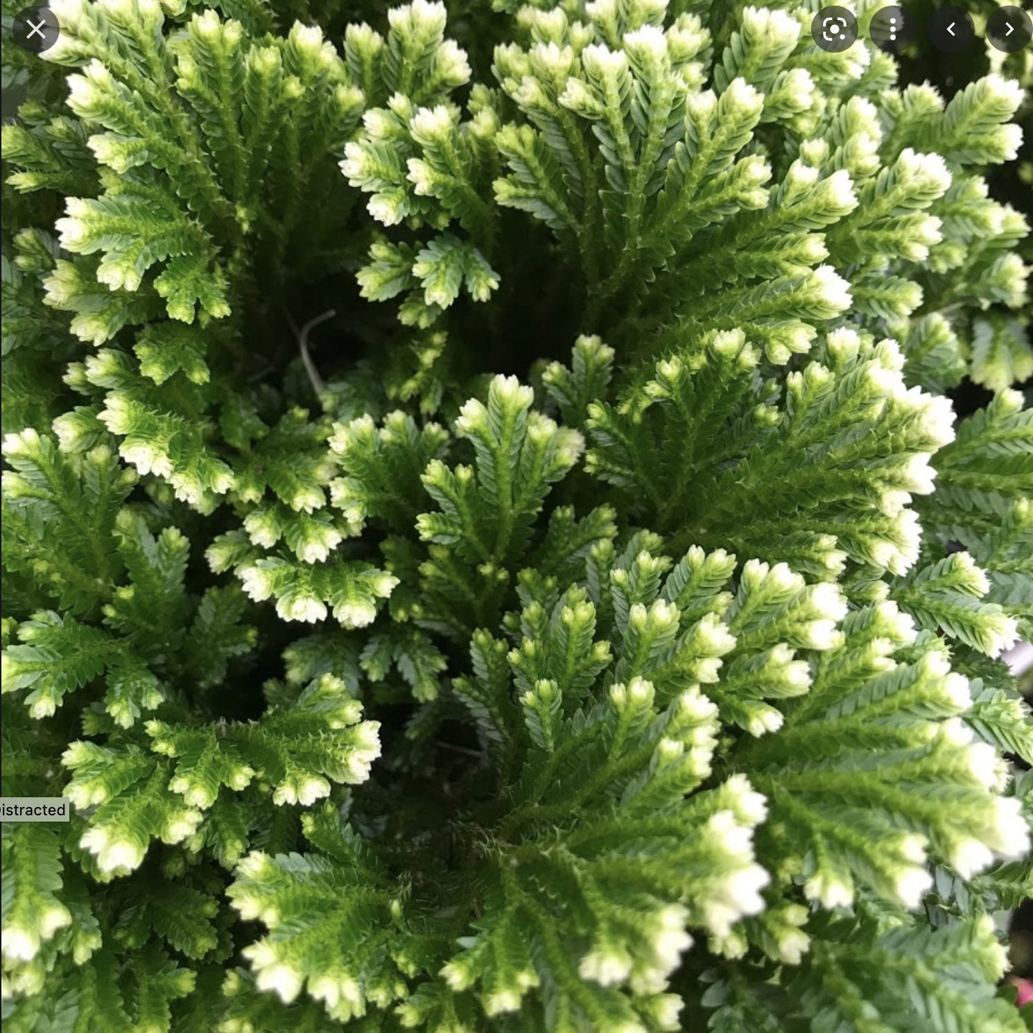 Custom Holiday Planter - This item can be tailor to your needs---wonder gift to be placed on a coffee table or as a centerpiece. We will use the best of market holiday plants such as Christmas cactus, Amerylis, Pointsettia, Lemon Cypress, FrostyFern 