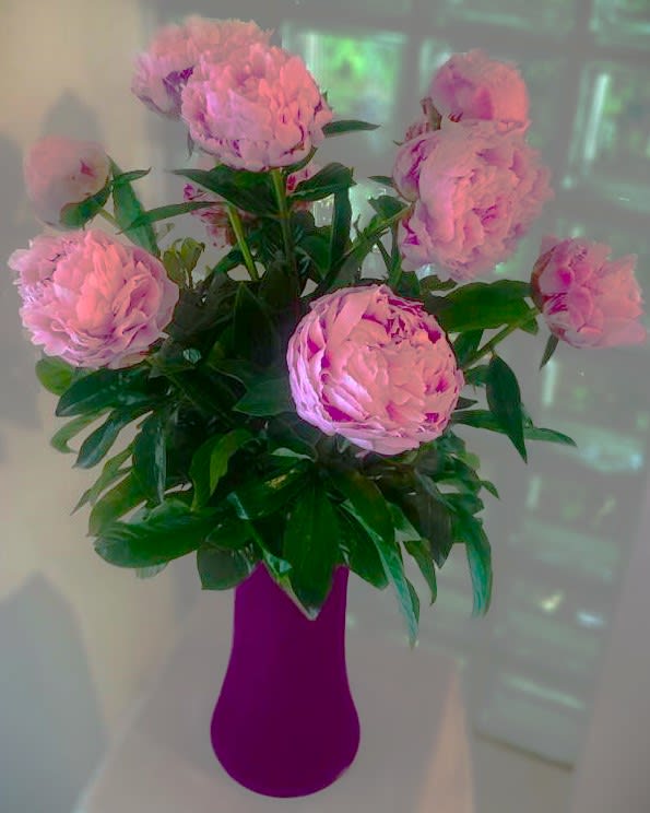 Pretty Pink Peonies - When they think of pink flowers, they think of peonies. Deliciously fragrant, they start as a small ball (think the size of a golf ball) and open up to become a big ball (think the size of softballs or grapefruits). Peonies also come in white and hot pink.   IMPORTANT AVAILABILITY NOTE:  Peonies are usually off season August through October though we sometimes can locate them for Rosh Hashannah and other special occasions.   Please contact us at that time for availability. 