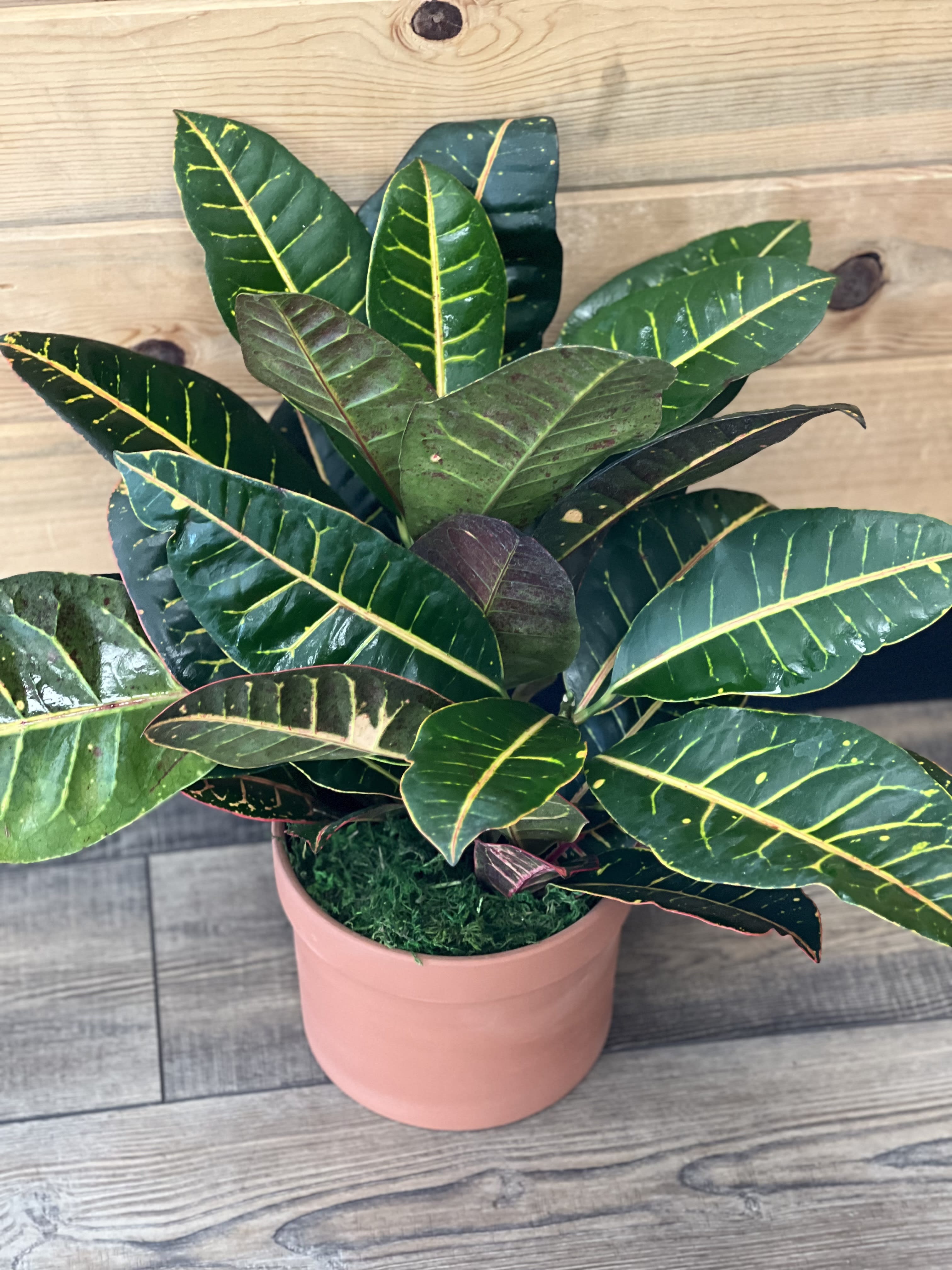 Croton  - 6&quot; croton plant in terra cotta planter 