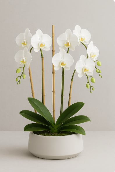 Orchids 4 Stems - Beautiful 4 Stem White Orchid, designed facing all around, with Bamboo, moss and Raffia. Planted in 10 inch Wide White Round Ceramic.