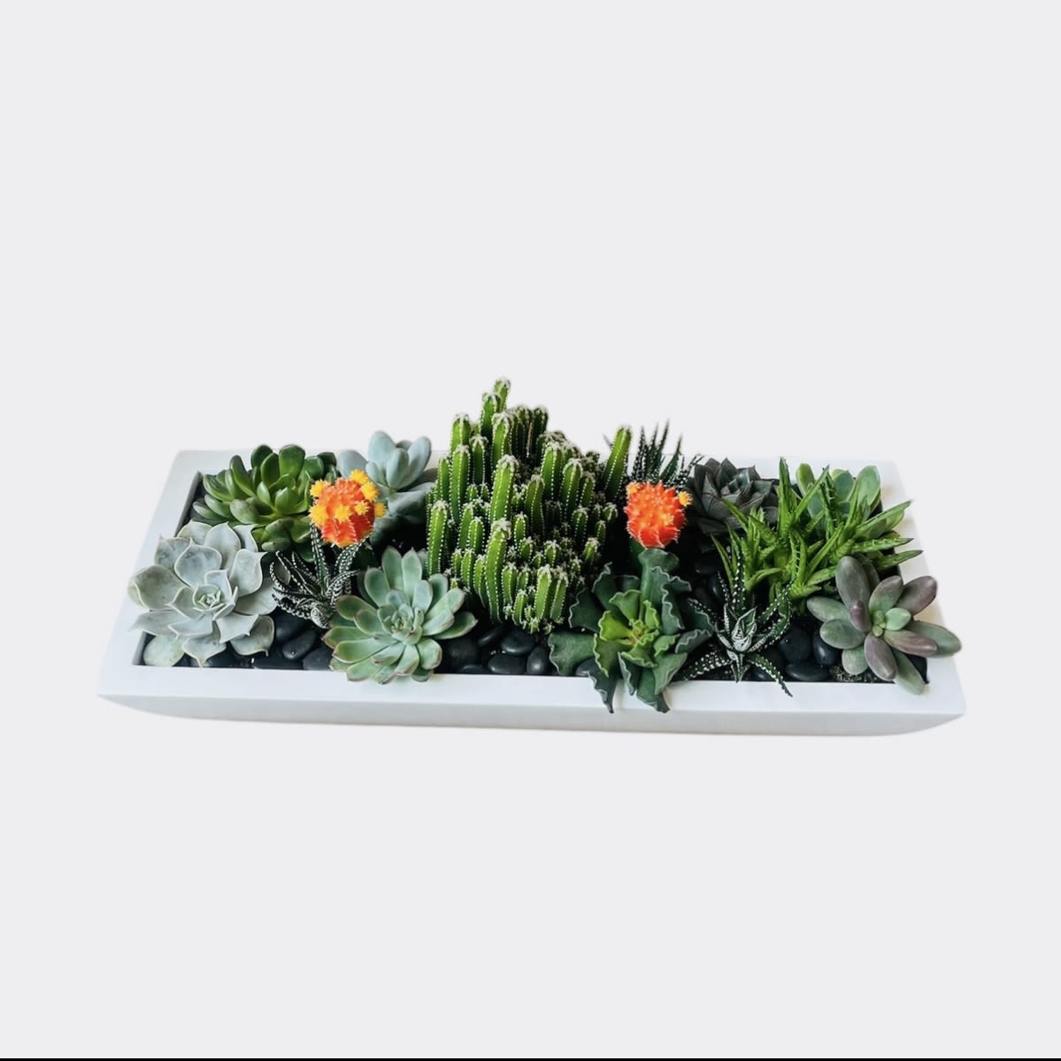 Large Rectangle Cactus &amp; Succulent Garden  - In a white pot that is 18 inches in length designed with an assortment of cactus and succulents. 