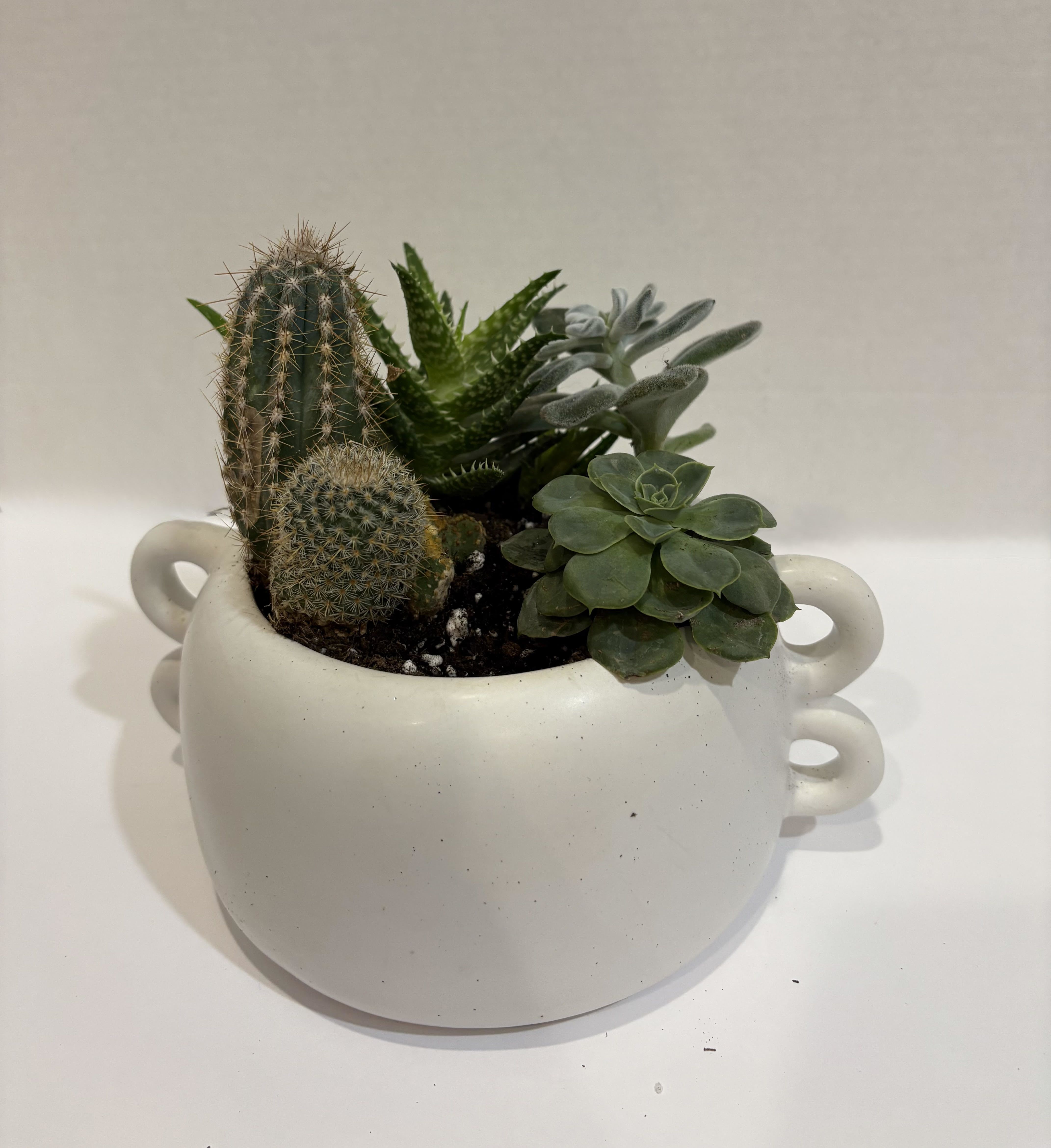 Cactus Succulent Dish Garden - You can leave a cactus plant in a sunny window and forget about it! Infrequent watering and lots of light will keep it healthy making it a great gift for an absent-minded or frequently traveling individual.