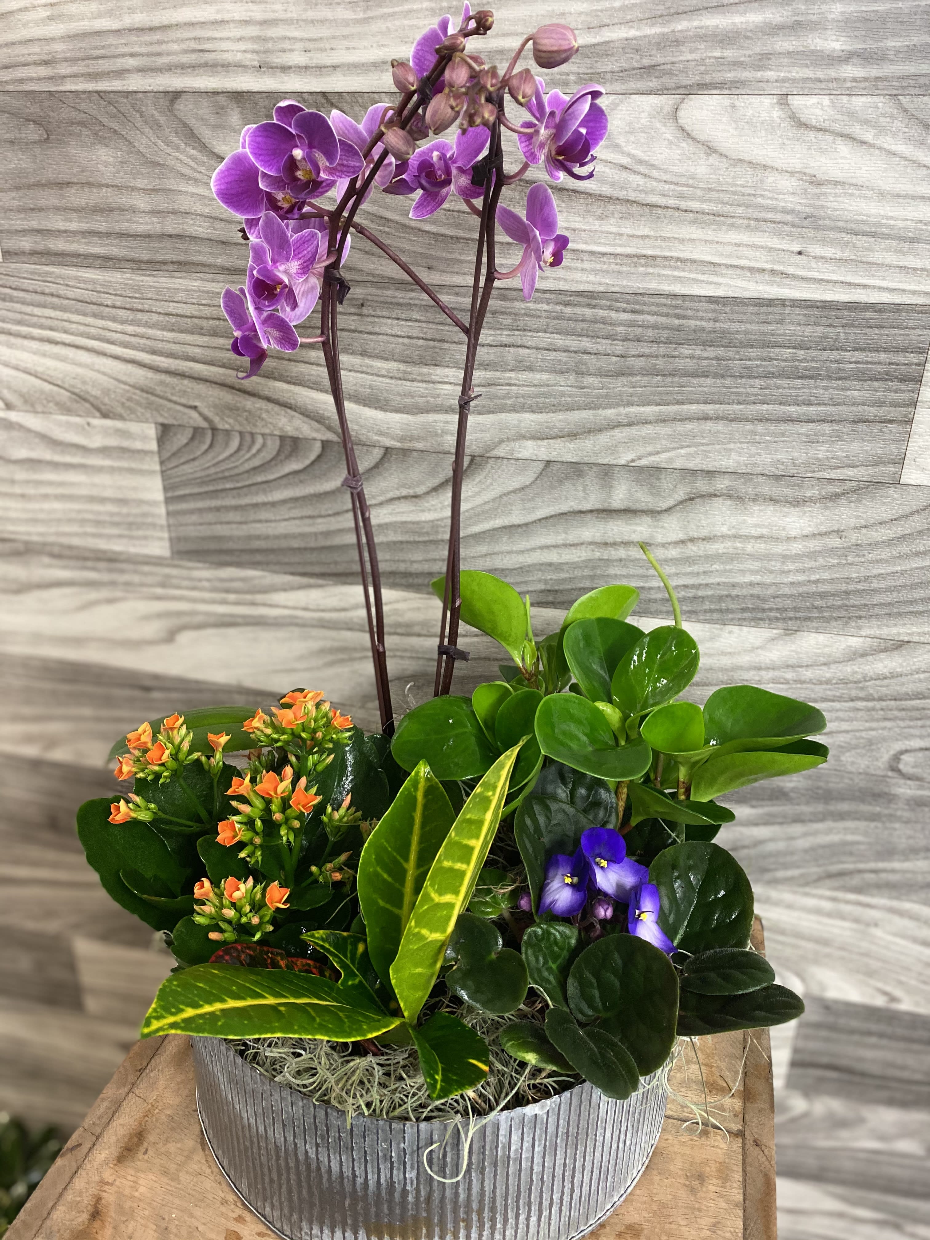 Garden Style   - A beautiful mixed garden with a mini Phalaenopsis orchid, blooming kalanchoe, african violet, green peperomia, and tricolored croton in a tin pot! **** Container will be subbed on this product, but mix of plants will be the same!