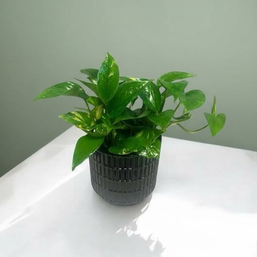 Pathos (Container vary) - Beautiful green pathos plant in an earthy ceramic vase. I like moderate to indirect sunlight. Suitable for countertop, desk, patio  and great to add to your home decor. Container may vary.