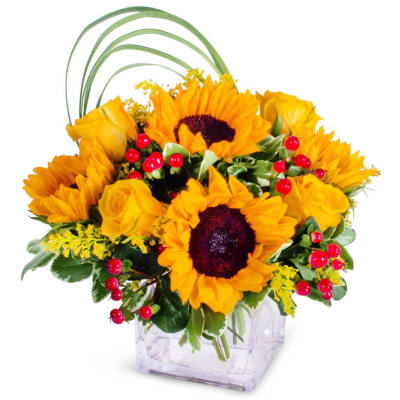 Sunflower Praise - Whether you want to make someone’s day or wish them a quick recovery, sunflowers are a perfect way to do it. This is a perfect bouquet if you are looking for something bright and happy.  The Sunflower Praise bouquet features Yellow Roses and Bright Sunflowers along with suitable seasonal fillers, all neatly placed in a cube vase.  Yellow is a luminous color that symbolizes optimism and happiness. This bouquet includes a mix of yellow roses that expresses friendship and care and sunflowers that represent happiness and vitality. The seasonal red fillers and assorted greens give the bouquet a complete happy look. Send it to someone as ‘get well soon’ flowers, ‘congratulations’ flowers or you can even gift this bunch to your best friend on their birthday. 
