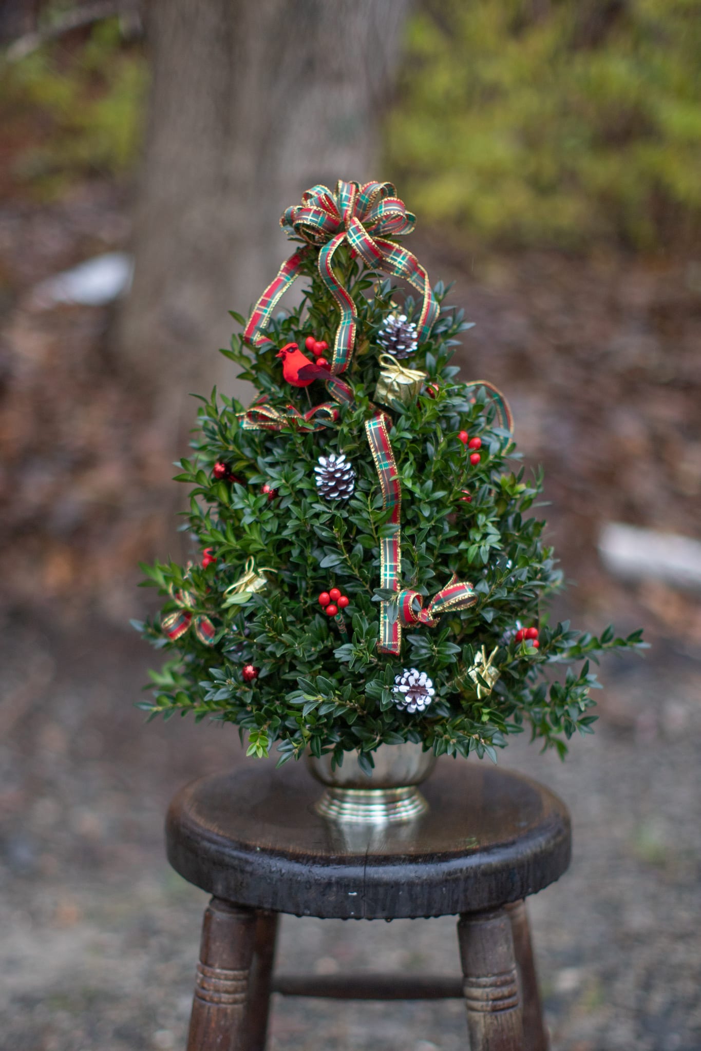 Festive Boxwood Tree  - Get ready for Christmas with this beautiful boxwood tree arrangement! Festive handmade trees last all season long bring cheer to your home. Boxwood trees are an arrangements of boxwood foliage, designed in floral foam. They cannot be transplanted, however, with regular watering they will look fabulous throughout the holiday season. If flowers are used (Premium price only) they will pass before the foliage, simply pluck them out and enjoy the tree with just its artificial décor. Please call with or include custom colors or themes in special instructions.