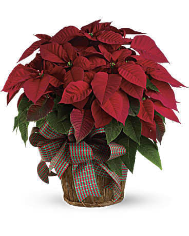 Large Red Poinsettia - Large Red Poinsettia