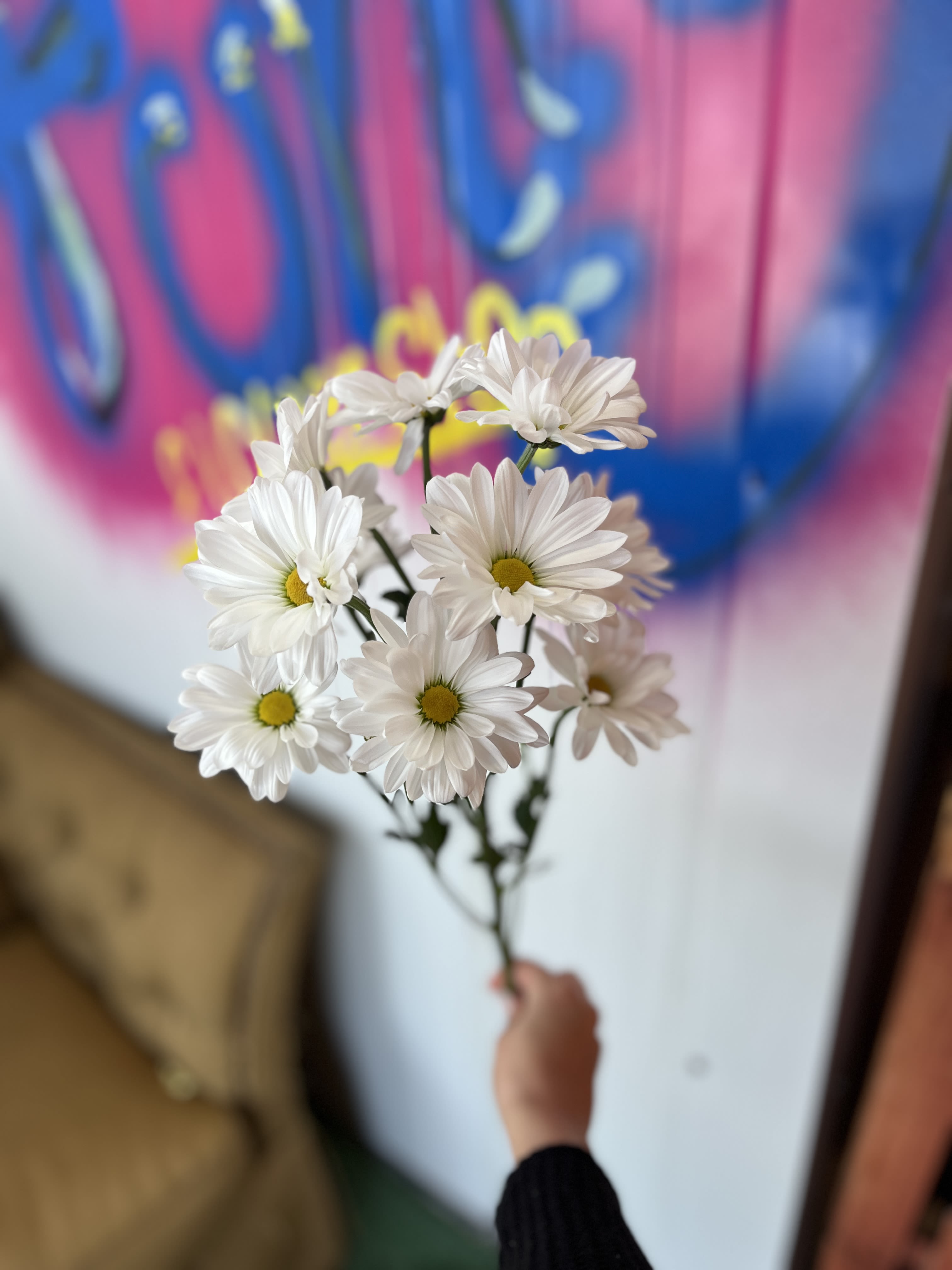 By the stem: Daisy pom - 1 stem daisy pom