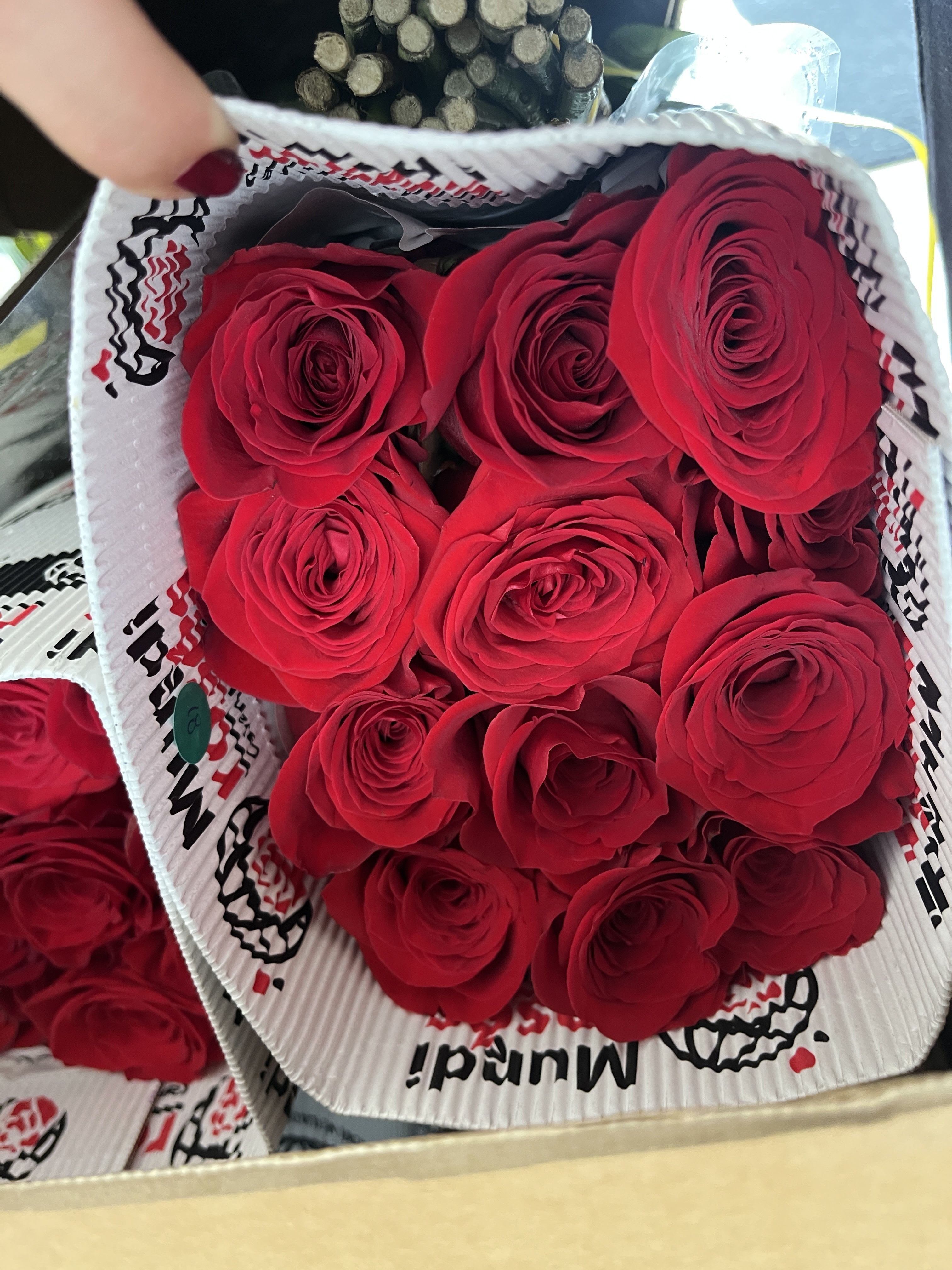 25 ct ecuadorian red roses - pack of 25 red rose stems in the shade &quot; freedom&quot; 