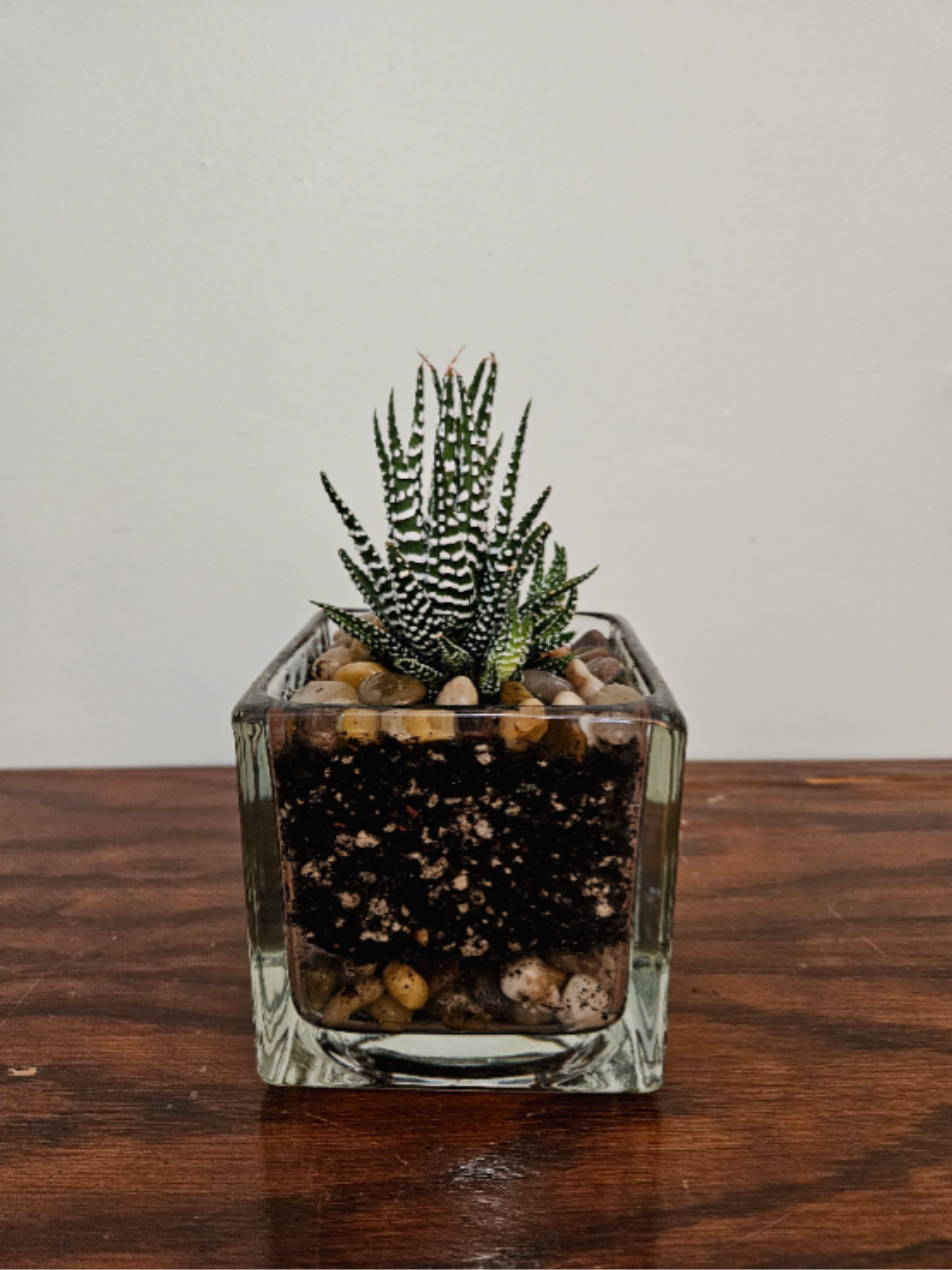 Haworthia &quot;Zebra&quot; - Young plant in 4-inch glass square vase. Haworthia &quot;Zebra&quot; is a popular slow-growing succulent known for its distinctive white stripes.   Being a desert plant, it likes lots of light and not too much water. It comes planted and ready for success in a special cactus-specific soil/rock mixture to allow for plenty of drainage. The ultimate easy-care plant for small, bright spaces.  Please call to schedule a pick up or delivery. Allow 1-2 days.