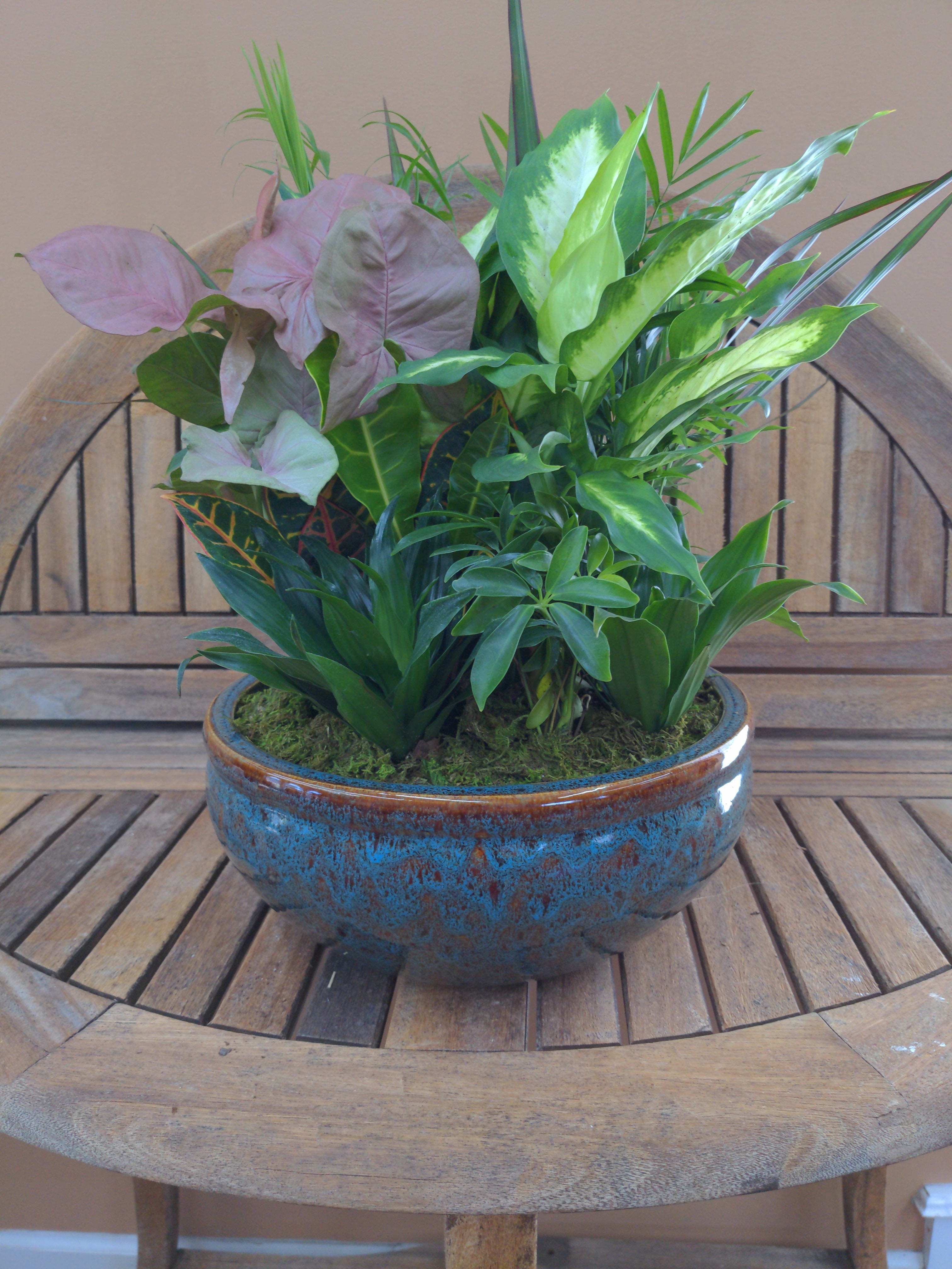 DG95 Ceramic Dish Garden  - Mixed Green Plants In Ceramic Container  Container And Plants Will Vary