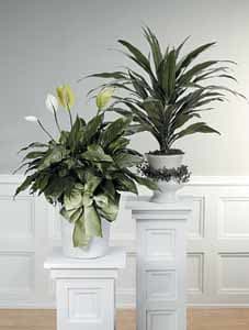 Peace Lily - 8&quot; PLANT PICTURED ON LEFT