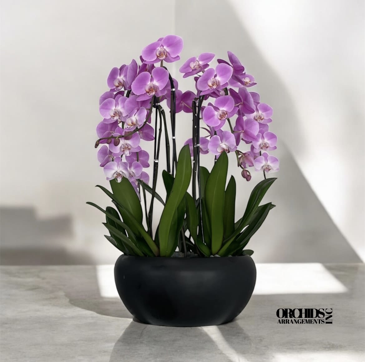 Pink Orchids Same Day - A high quality Eight pink orchids arrangement with a vase 15&quot; D X 7&quot; T. An orchids arrangement deliver for any occasion design with fresh natural real beautiful Phalaenopsis cascade orchids plants minimalist decor. 