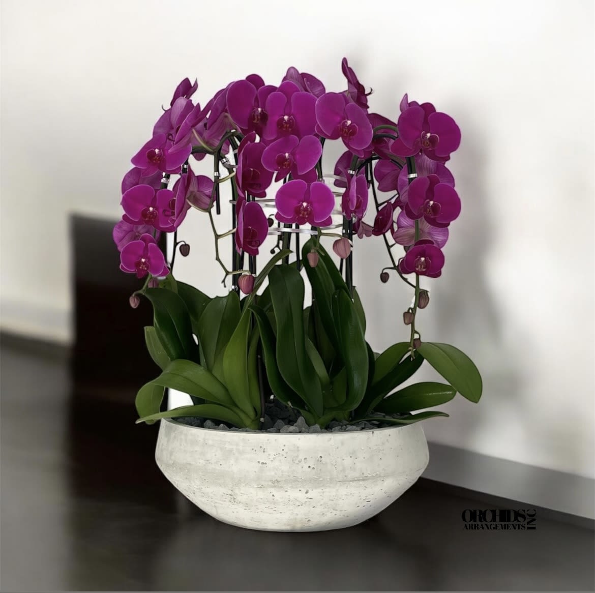 Purple Phalaenopsis Orchid Same Day - A high quality Eight white orchids arrangement with a vase 16.5&quot; D X 6&quot; T. An orchids arrangement deliver for any occasion design with fresh natural real beautiful Phalaenopsis cascade orchids plants minimalist decor. 