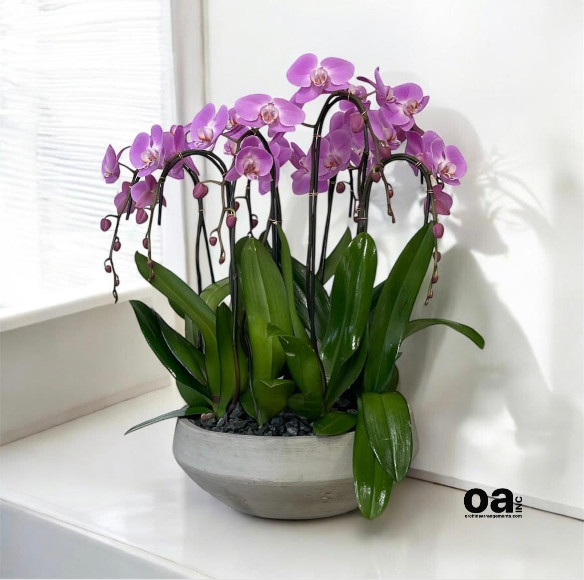 Pink Phalaenopsis Orchid Same Day - A high quality Eight pink orchids arrangement with a vase 16.5&quot; D X 6&quot; T. An orchids arrangement deliver for any occasion design with fresh natural real beautiful Phalaenopsis cascade orchids plants minimalist decor.