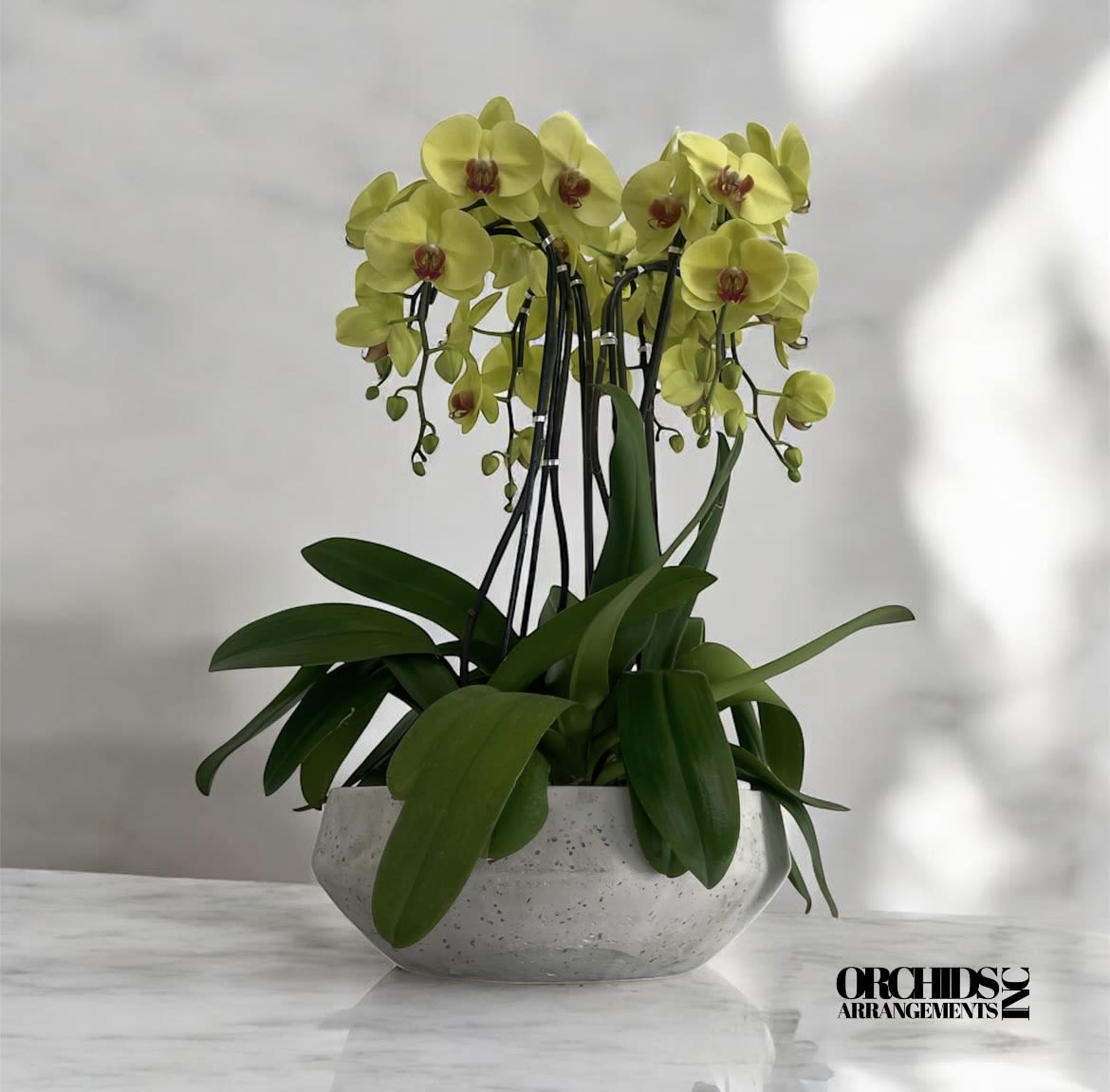 Yellow Phalaenopsis Orchid Same Day - A high quality Eight yellow orchids arrangement with a vase 16.5&quot; D X 6&quot; T. An orchids arrangement deliver for any occasion design with fresh natural real beautiful Phalaenopsis cascade orchids plants minimalist decor.