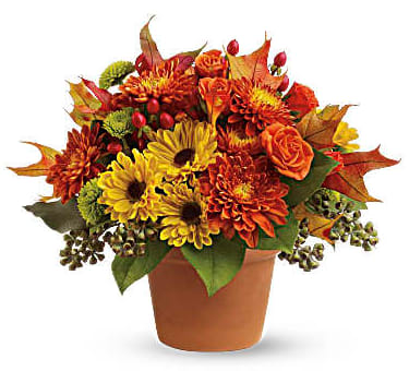 Sugar Maples - Chrysanthemums in autumnal colors of yellow, bronze and green - set off by fiery orange roses, seeded eucalyptus and hypericum - nestle together with brilliant fall leaves to create a bright floral arrangement that's reminiscent of a walk in the woods at sugar maple time. A terra-cotta pot adds a rustic touch. Orange spray roses, yellow viking spray chrysanthemums, bronze cushion spray chrysanthemums, green button spray chrysanthemums, red hypericum, seeded eucalyptus, fall leaves and salal are arranged in a terra-cotta pot. Orientation: All-Around