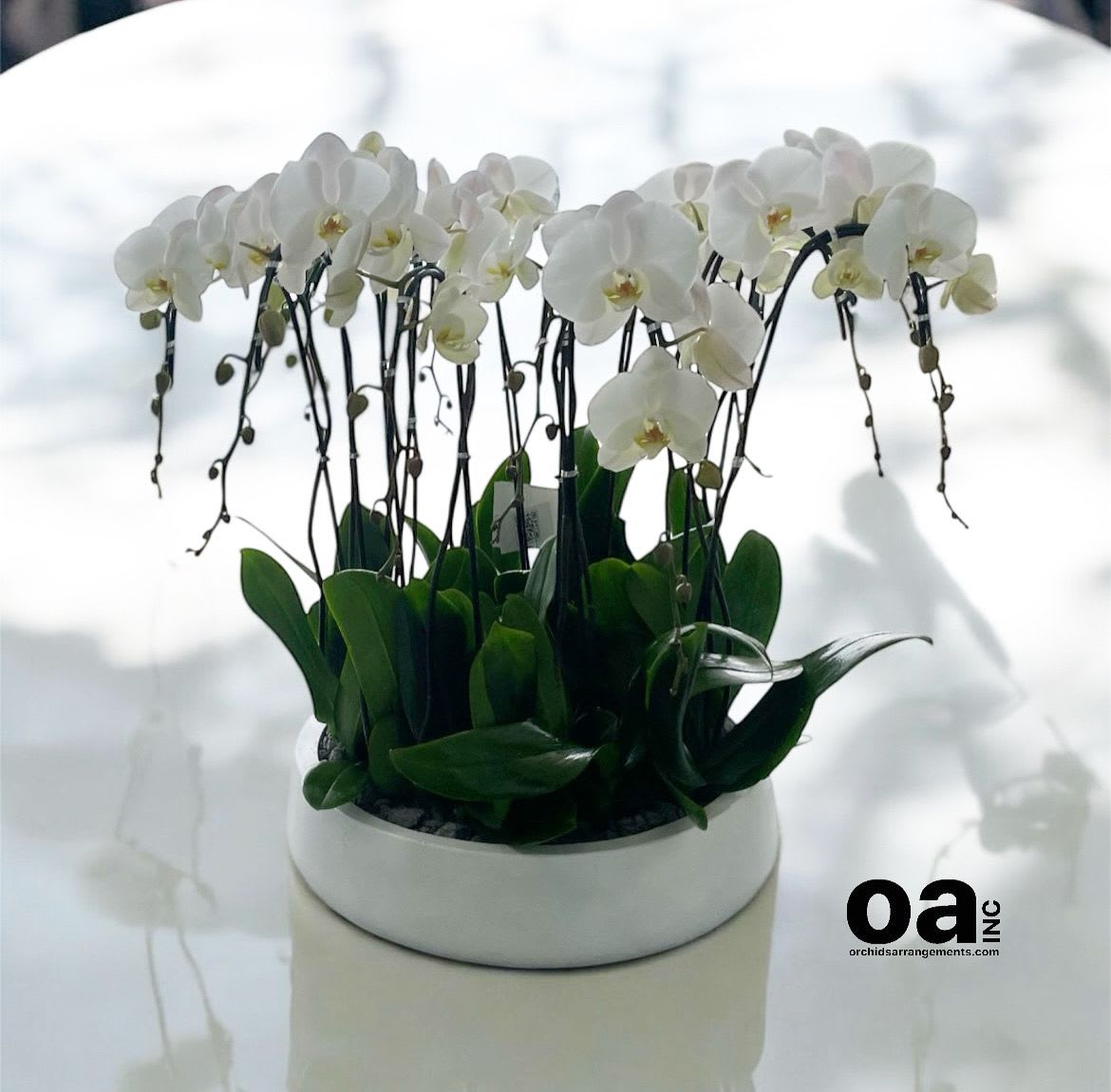 White Flower Orchid Same Day - A high quality Eleven white orchids arrangement with a vase 20&quot; D X 7&quot; T. An orchids arrangement deliver for any occasion design with fresh natural real beautiful Phalaenopsis cascade orchids plants minimalist decor. 