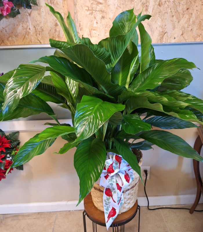 Peace Lily - 10″ Peace Lily in a basket pot cover finished with a beautiful bow.