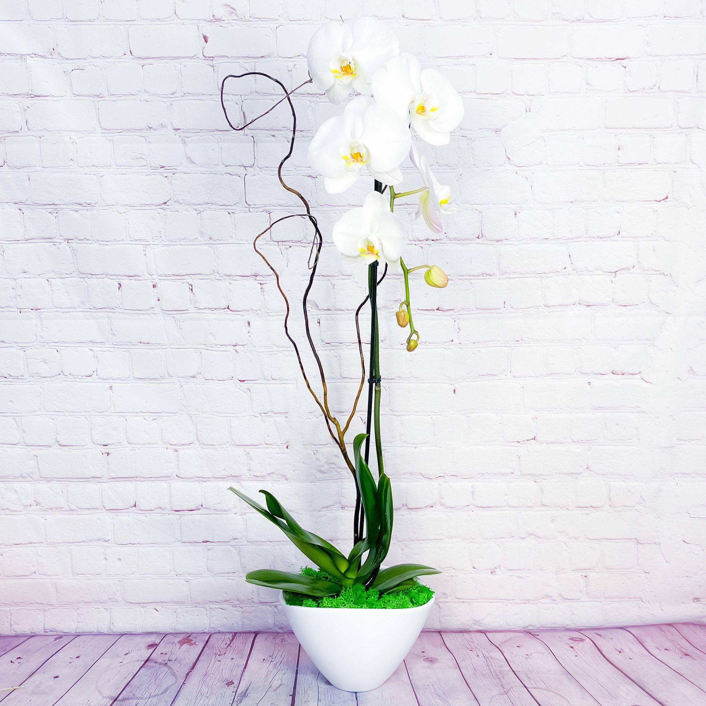 Waterfall Orchid Plant WHITE - The stunning Waterfall Orchid Plant features cascading&nbsp;Phalaenopsis blooms that will brighten any space.&nbsp;Presented in a stylish and modern vessel, it makes an elegant addition to any décor.&nbsp;The flower spike of a specially-grown Phalaenopsis, or &quot;moth&quot; orchid plant is trained to bend over to create the dramatic &quot;waterfall&quot; effect.  Includes:&nbsp;  Orchid Plant (orchid colors will vary) Elegant White Vessel (Container Varies in Size based on availability) Measures: Approximately 26&quot; H. Pot diameter 8&quot;.   