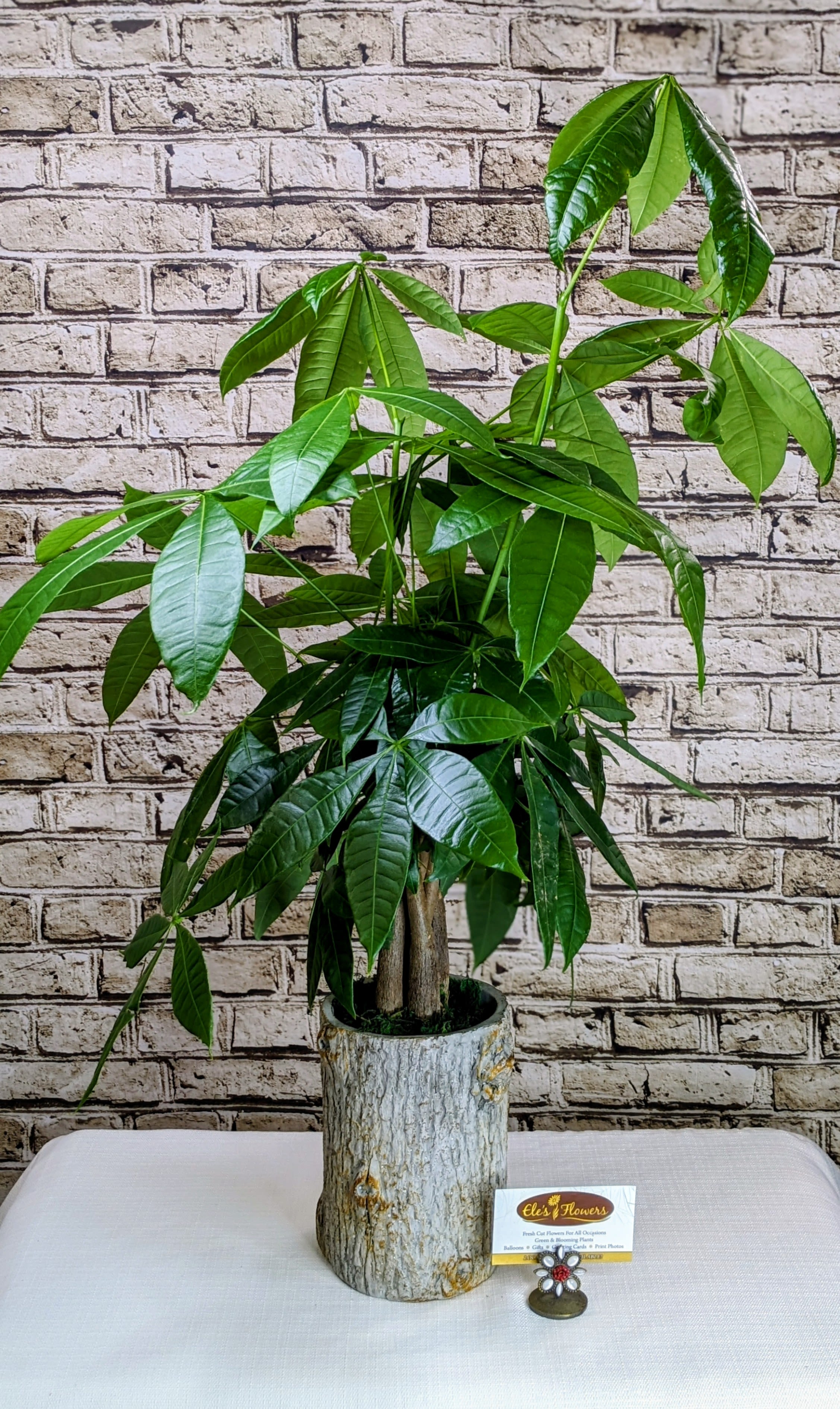 Money Tree - 4&quot; Planter - Invite good fortune and grounded charm into your space with this beautiful Money Tree, thoughtfully potted in a ceramic container designed to look like a rustic wood log. With its braided trunk and lush green leaves, the Money Tree is known for symbolizing prosperity, positivity, and fresh beginnings. The earthy container adds a cozy, woodland feel—perfect for nature lovers or anyone looking to add a peaceful, organic touch to their home or office.  Rooted in charm. Grown with intention. Styled for serenity.  Approximate Dimensions: 28&quot;H x 13&quot;W