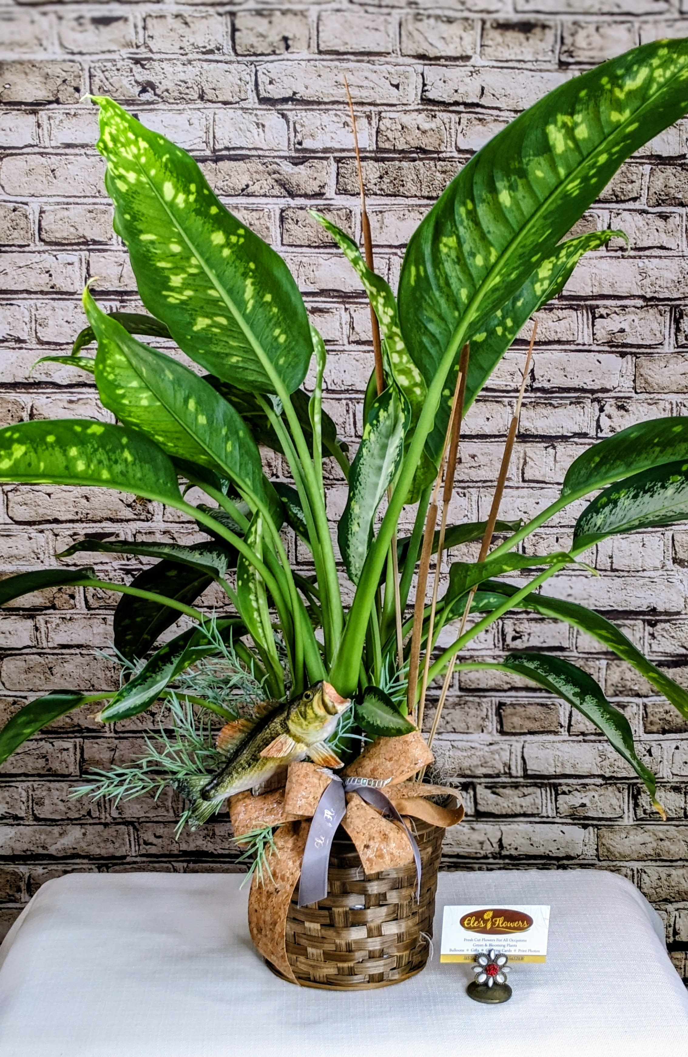 Gone Fishin' Dieffenbachia - 6&quot; Planter - Reel in some smiles with this one-of-a-kind Dieffenbachia plant! Known for its bold, tropical leaves splashed with creamy green patterns, this easy-care beauty makes a perfect gift or home accent. It’s dressed up in a woven basket with a playful fish figurine and rustic bow—giving it that outdoorsy, cabin-by-the-lake charm. Whether it’s for a fisherman, a nature lover, or just someone who enjoys a good catch, this plant brings a splash of personality and freshness to any room.  Approximate size: 26&quot;H x 36&quot;W