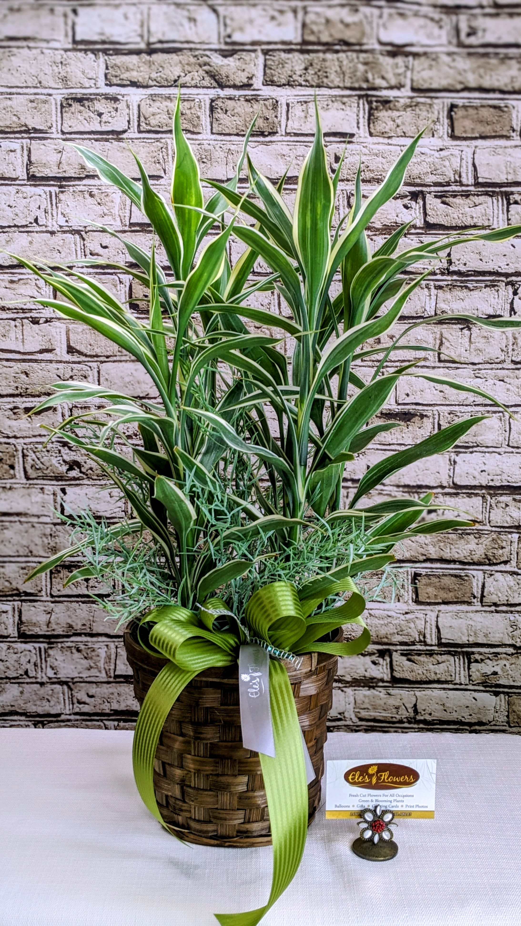 Lucky Bamboo Dieffenbachia - 6&quot; Planter - Meet the Lucky Bamboo Dieffenbachia — a lush, vibrant plant that brings instant life and charm to any space. Styled in a woven basket and accented with permanent greenery for a natural, full look, this easy-care beauty makes a perfect gift or home accent. Its rich green leaves and tropical flair add warmth and freshness wherever it’s placed.  Approximate size: 23&quot;H x 18&quot;W