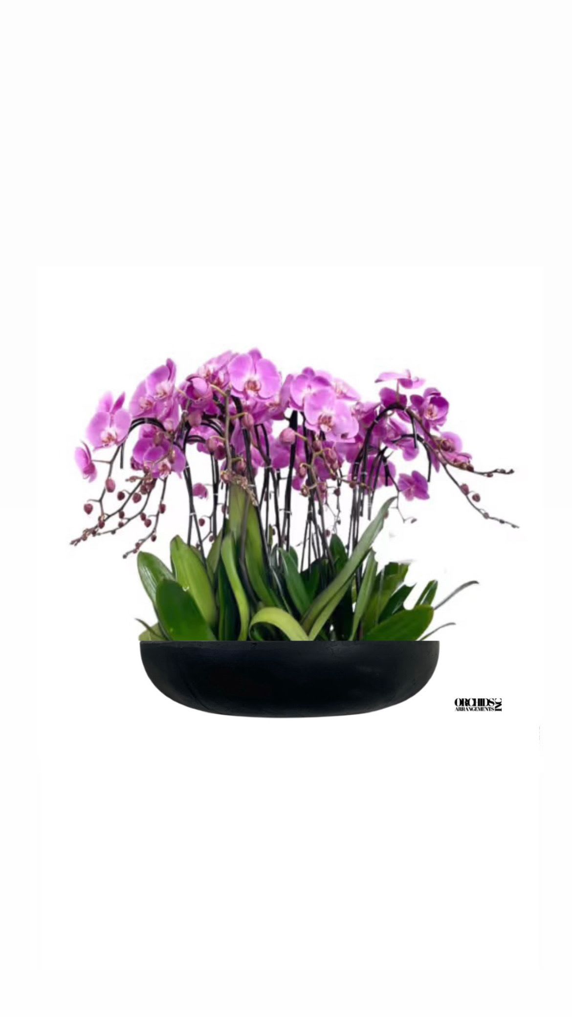 Pink Flowers Orchids Same Day - A high quality Eleven pink orchids arrangement with a vase 20&quot; D X 4&quot; T. An orchids arrangement deliver for any occasion design with fresh natural real beautiful Phalaenopsis cascade orchids plants minimalist decor.