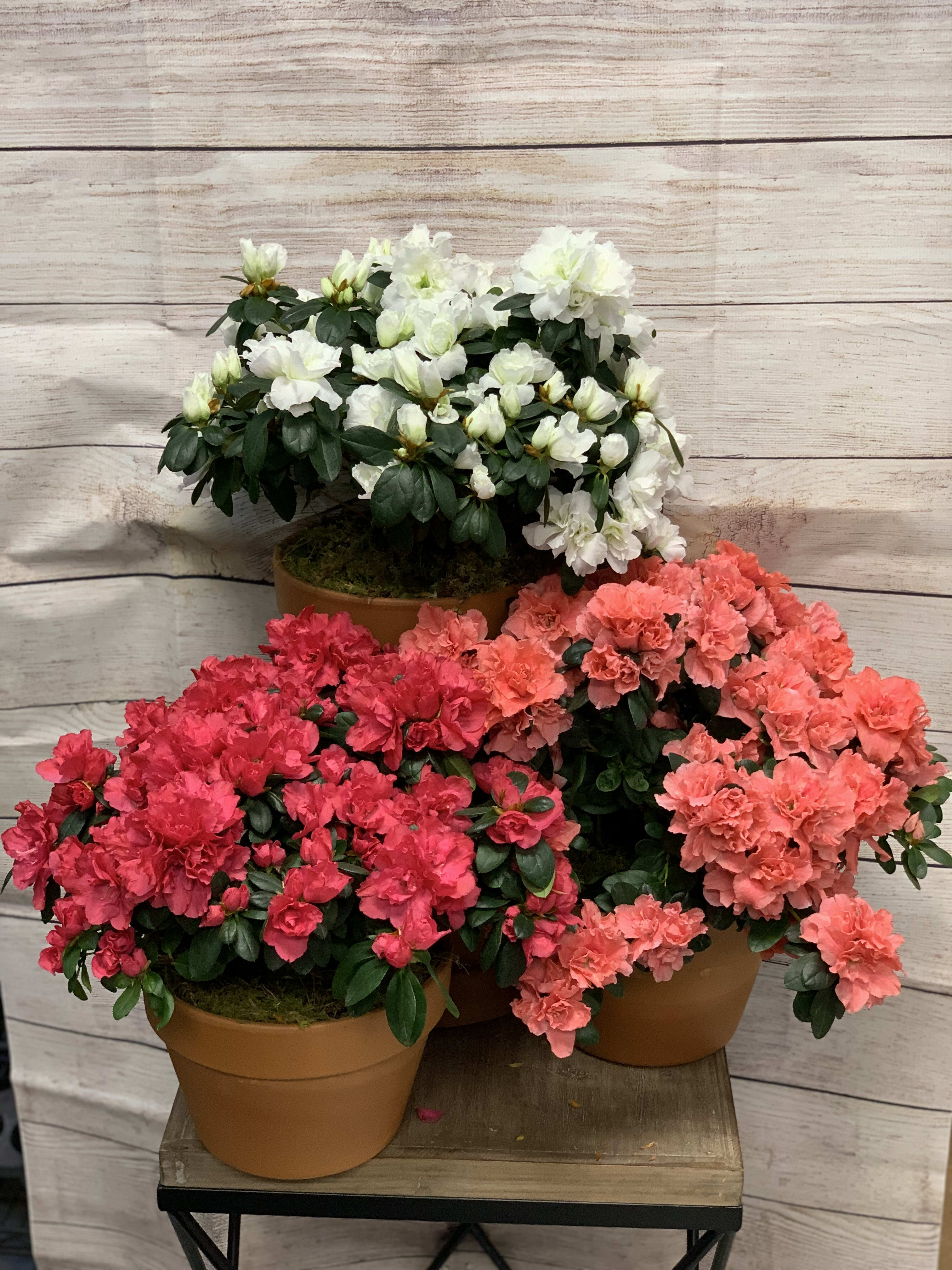 Azalea - A wonderful blooming plant! A perfect way to put a smile on a plant lover's face! Please call us to see what colors we have available 