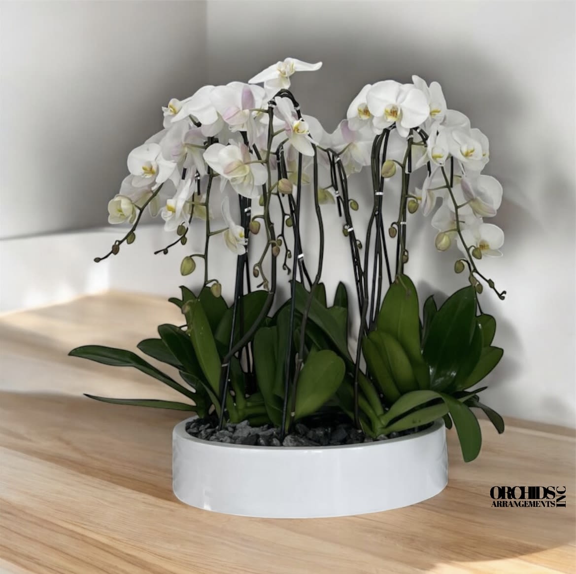 White Flower Same Day Orchids - A high quality Thirteen white orchids arrangement with a vase 19.5&quot; D X 4&quot; T. An orchids arrangement deliver for any occasion design with fresh natural real beautiful Phalaenopsis cascade orchids plants minimalist decor. 