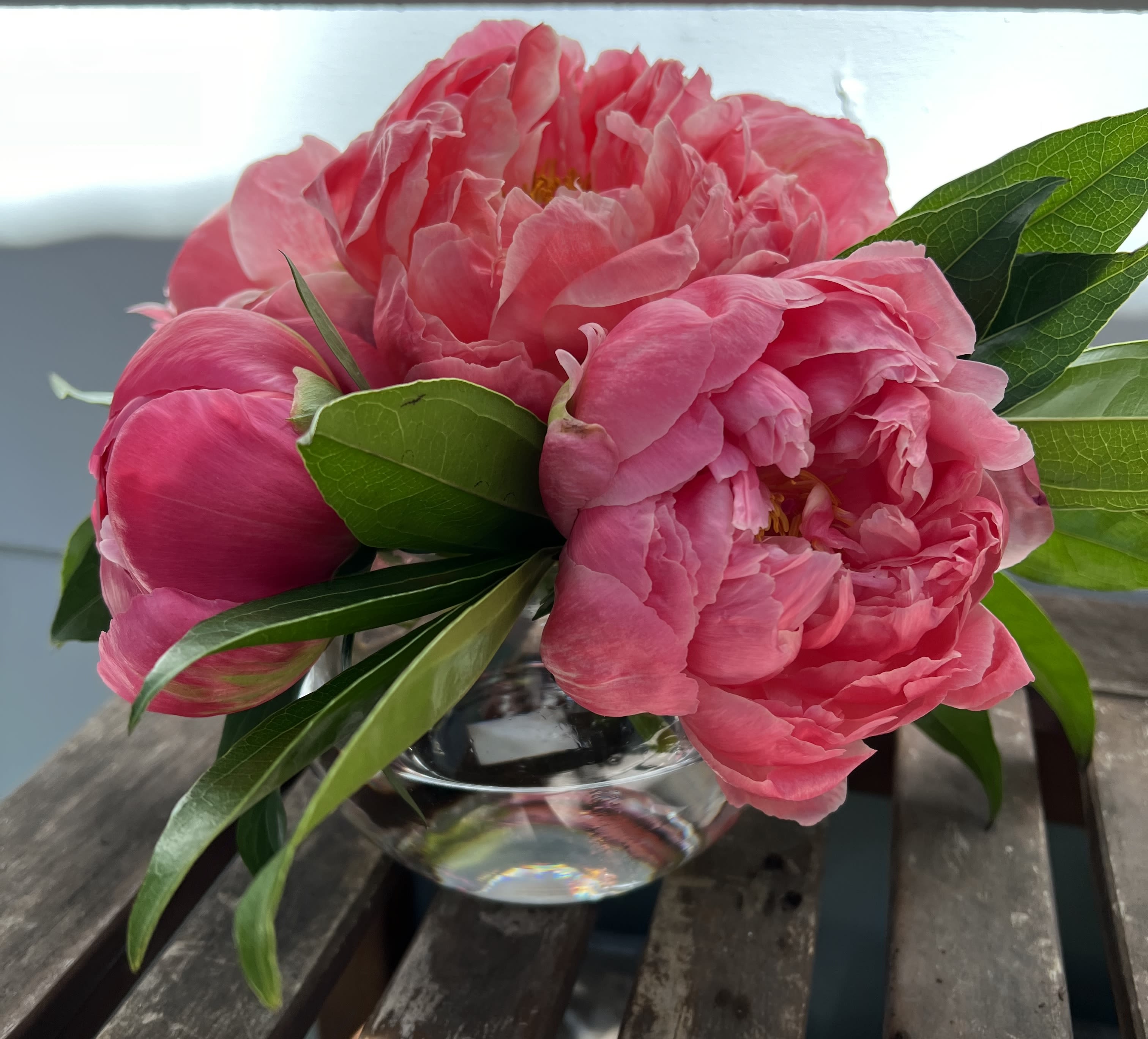 Peony Perfect - Embrace the Elegance of Peonies Introducing &quot;Peony Perfect,&quot; a stunning arrangement that celebrates the timeless beauty of peonies. Nestled in a 6-inch bubble bowl, this arrangement features all peonies in a single, elegant color, which varies with seasonal availability, ensuring a fresh and unique display every time. **All-Peony Design: This arrangement, exclusively filled with peonies, highlights the lush, full blooms that peonies are renowned for. **Seasonal Color Variations: Enjoy the surprise of different hues as the color changes with the seasons (pink, coral, or white for Mother's Day), adding a dynamic touch to your environment. **Upgrade Options: Choose Deluxe or Premium upgrades to increase the stem count, size, and scale of the arrangement, offering even more of these luxurious blooms. &quot;Peony Perfect&quot; is perfect for any occasion, whether as a centerpiece or a thoughtful gift. Experience the elegance and charm of peonies with this exquisite arrangement from Elizabeth's Garden.