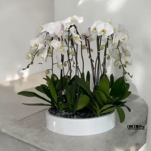 Phalaenopsis White Orchids Same Day - A high quality Sixteen white orchids arrangement with a vase 19.5&quot; D X 4&quot; T. An orchids arrangement deliver for any occasion design with fresh natural real beautiful Phalaenopsis cascade orchids plants.