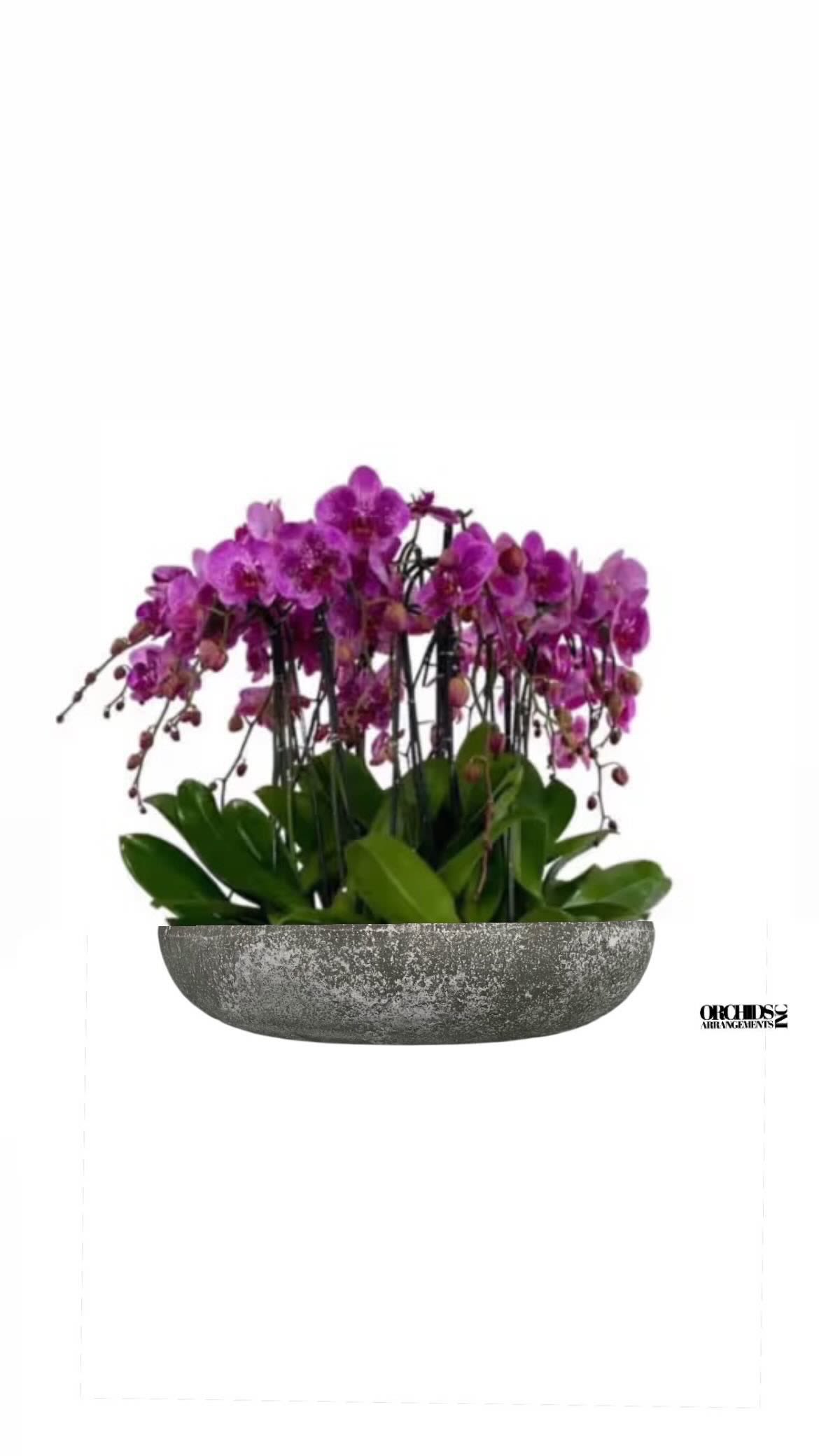 Purple Phalaenopsis Same Day - A high quality Sixteen purple orchids arrangement with a vase 20&quot; D X 4&quot; T. An orchids arrangement deliver for any occasion design with fresh natural real beautiful Phalaenopsis cascade orchids plants minimalist decor.