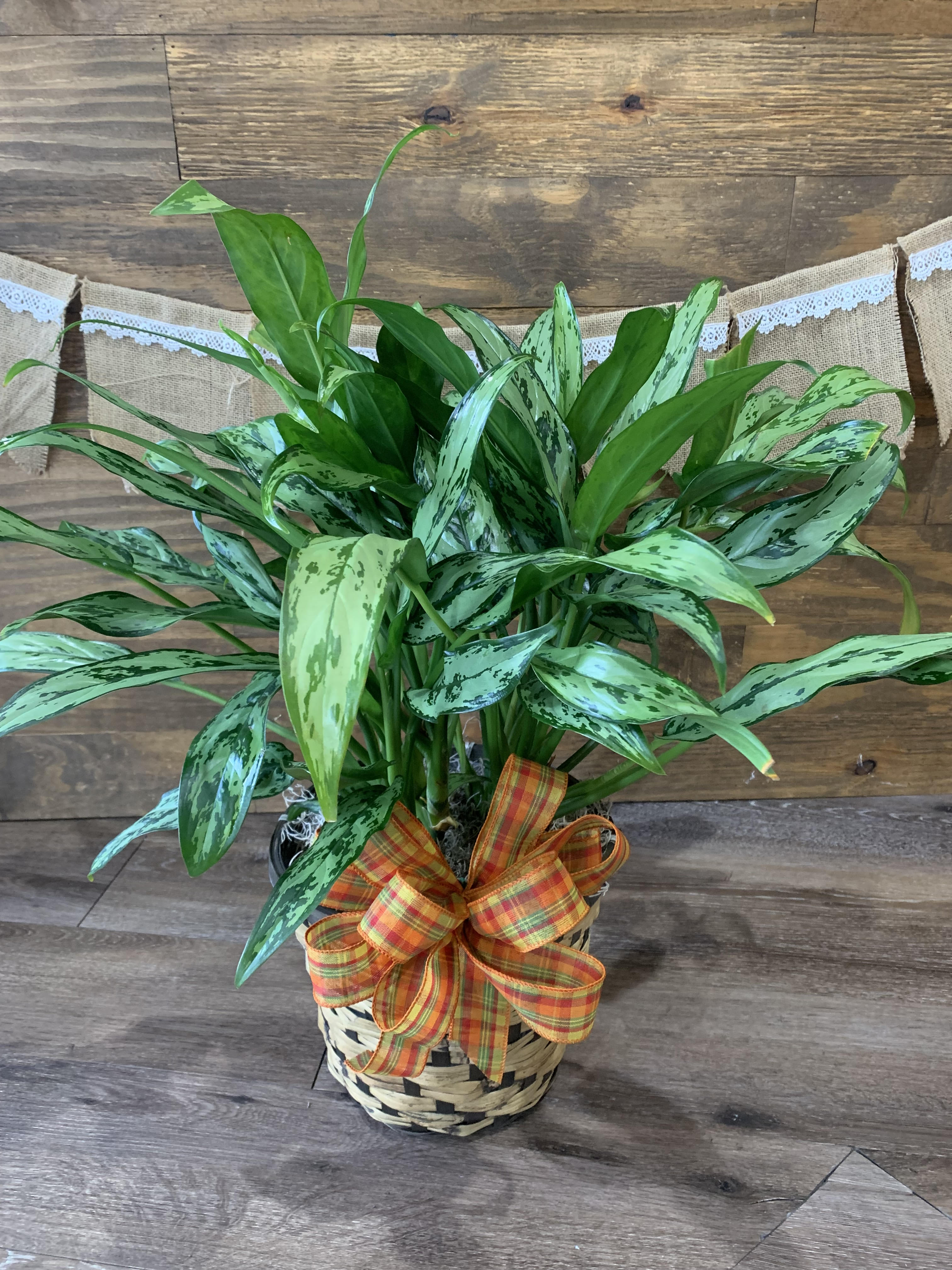 Silver Bay - Give someone the gift of this beautiful large house plant. This plant is perfect because it is good for moist or dry conditions and will thrive with low light making it the perfect choice for any home or office.