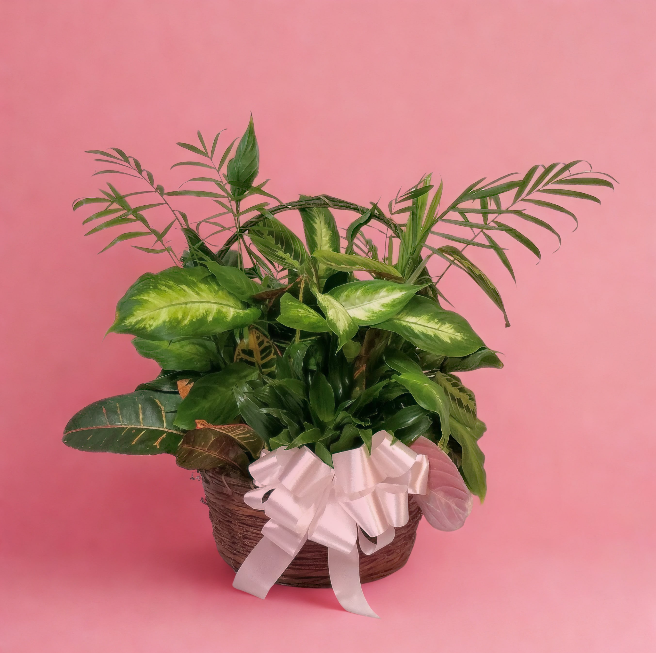 Medium Dishgarden - A lush and lasting gift, this medium dishgarden features a beautiful assortment of green and blooming plants artfully arranged together in a charming woven basket. Perfect for home or office, it brings a touch of nature indoors while offering a thoughtful expression of sympathy, celebration, or just because. Easy to care for and full of life, it’s a gift that continues to grow.