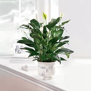 The FTD Comfort Planter Peace Lily 6" - Offer unspoken words of comfort hope and peace. Our creamy white ceramic planter holds an elegant 6" peace lily plant. Planter is simply enriched by a white ribbon bow. Dark green leaves offer a calm background for the white candle-like blooms of this easy to care for plant. Send as a tribute and a silent expression of your sympathies.