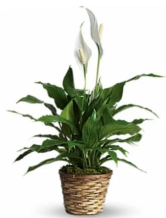 Peace Lily 6" Sympathy - A stunning 6" peace lily adorned with a white bow to honor those who have passed.